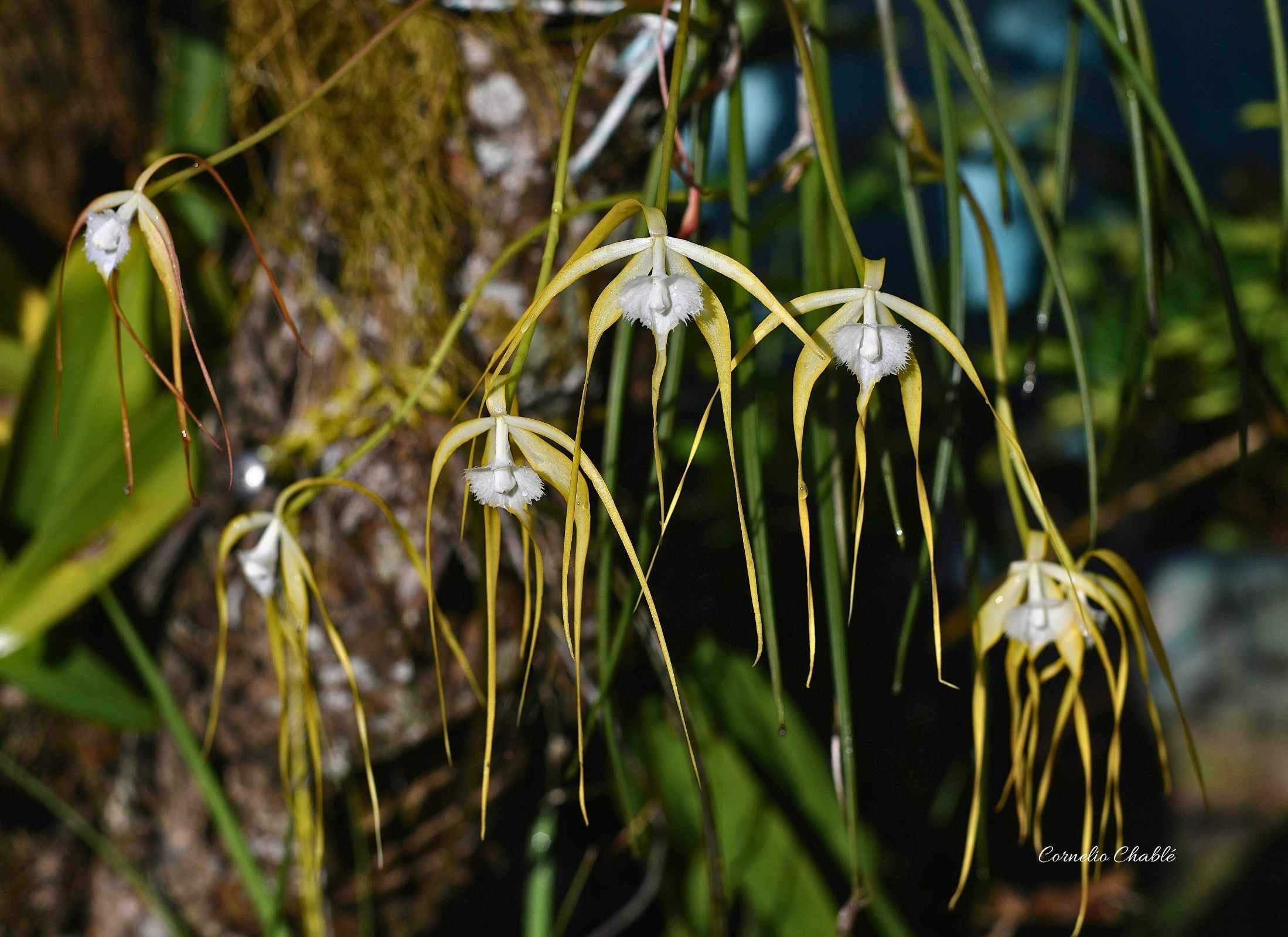 Brassavola appendiculata