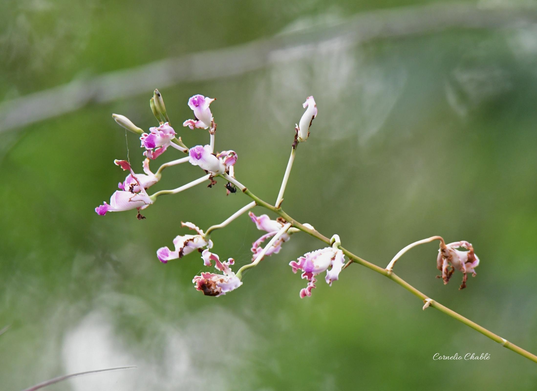 Myrmecophila tibicinis