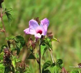 Hibiscus costatus