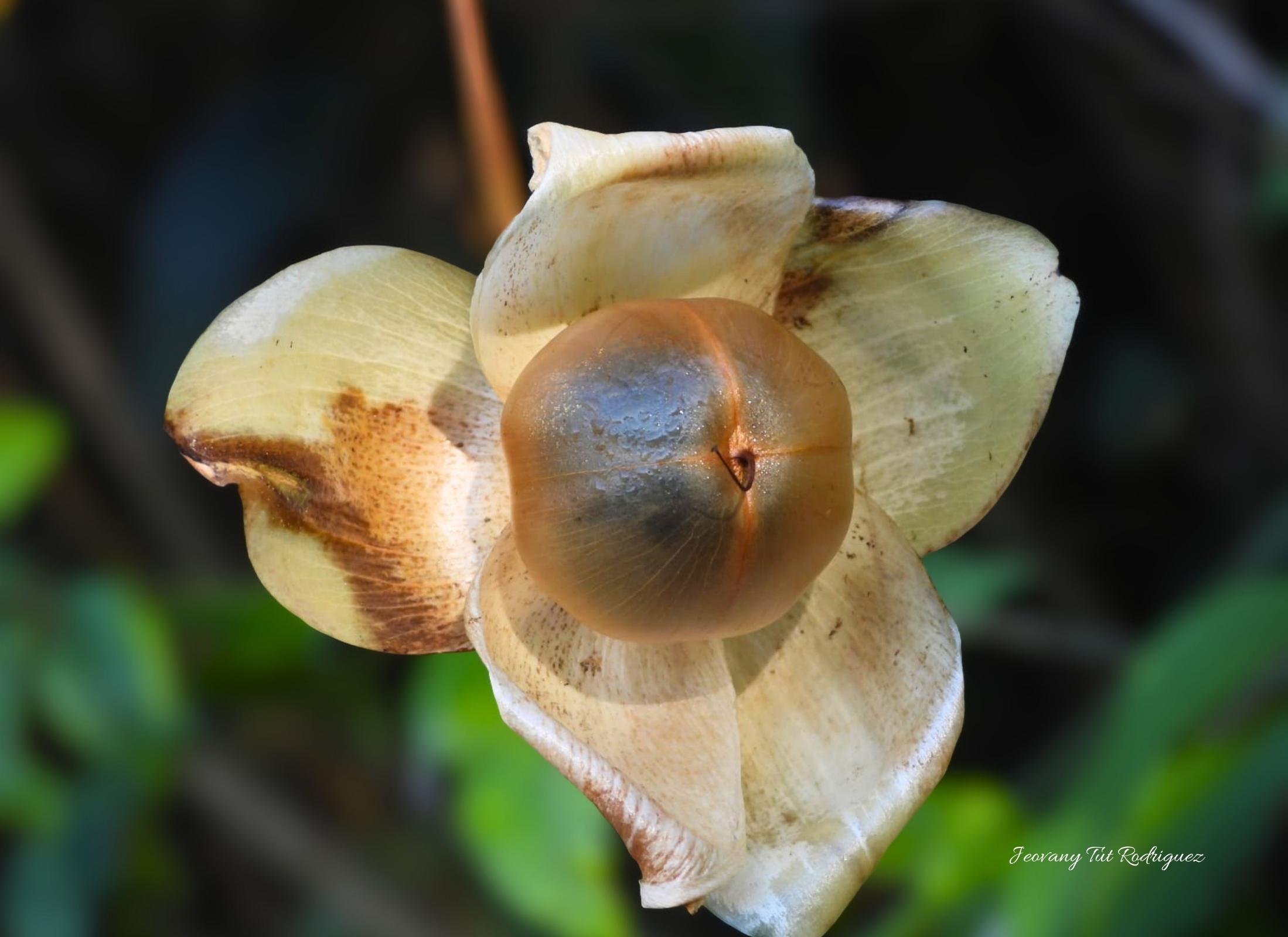 Distimake tuberosus