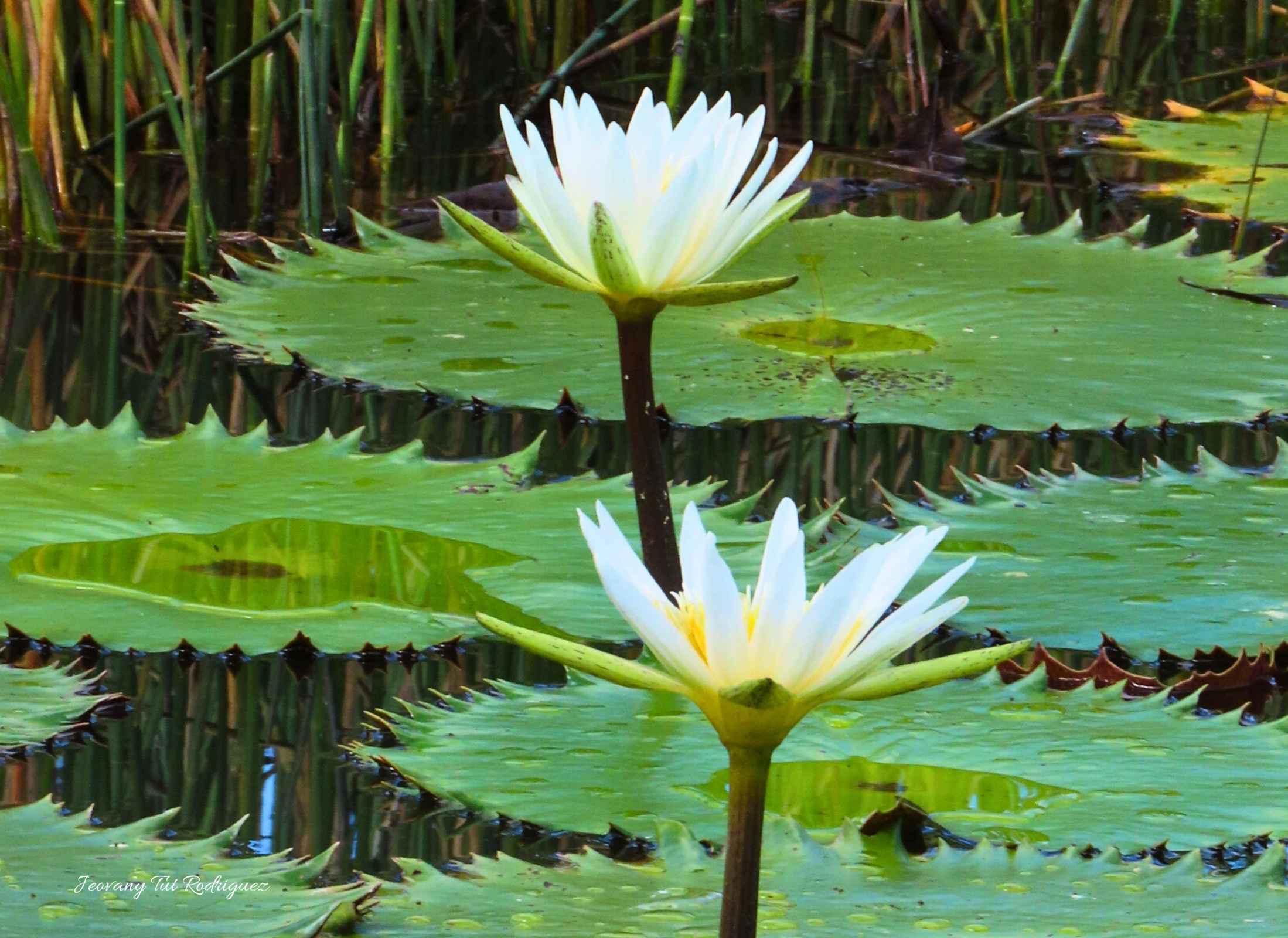 Nymphaea ampla