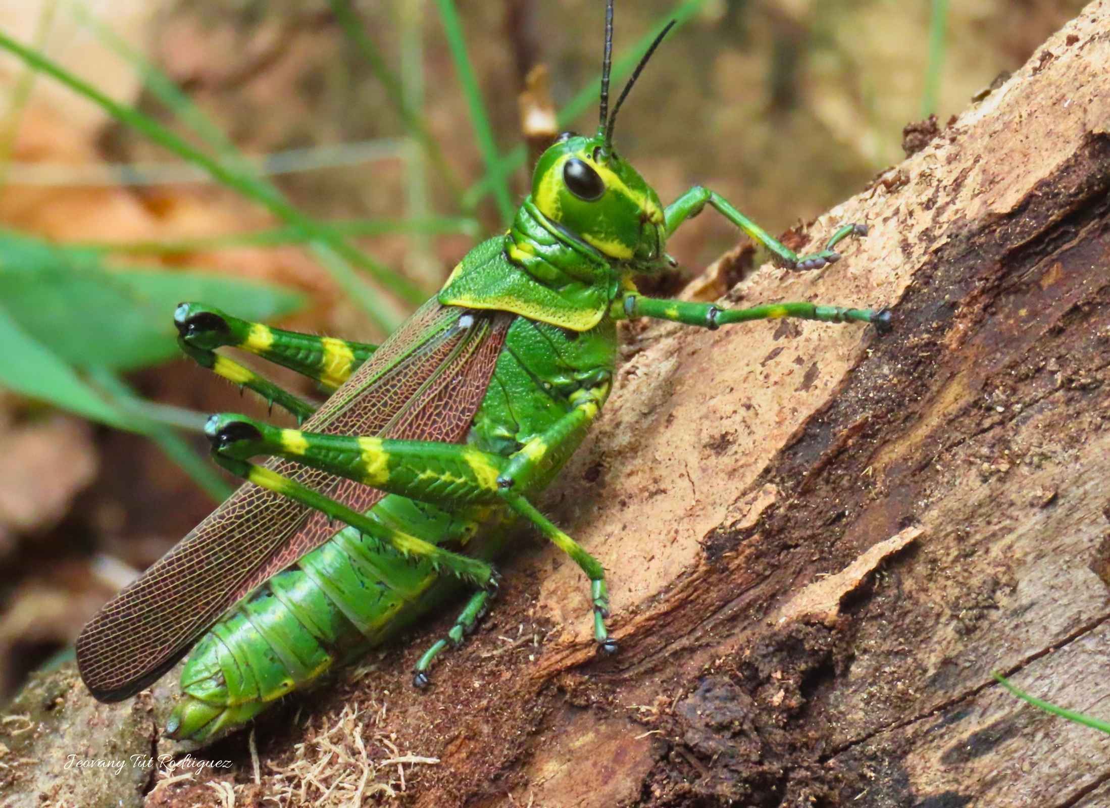 Chromacris miles_Saltamonte Perezoso