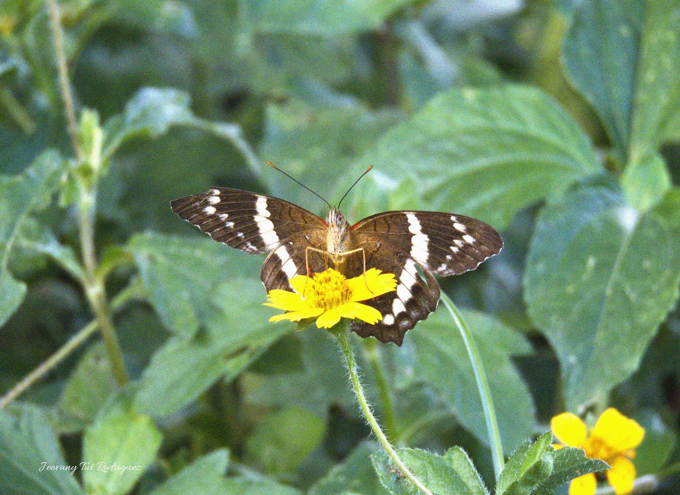Anartia fatima