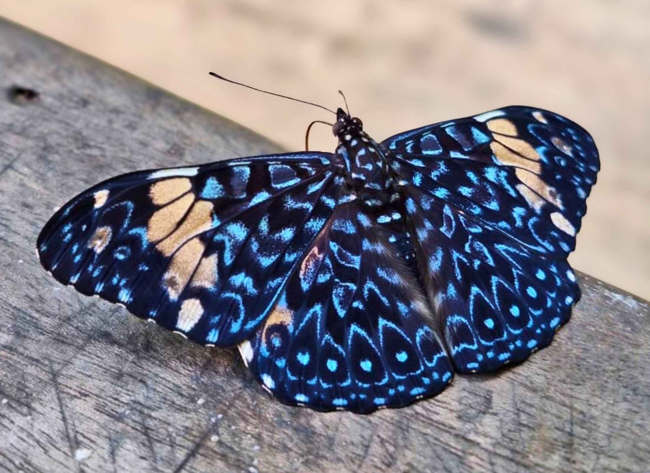 Hamadryas amphinome
