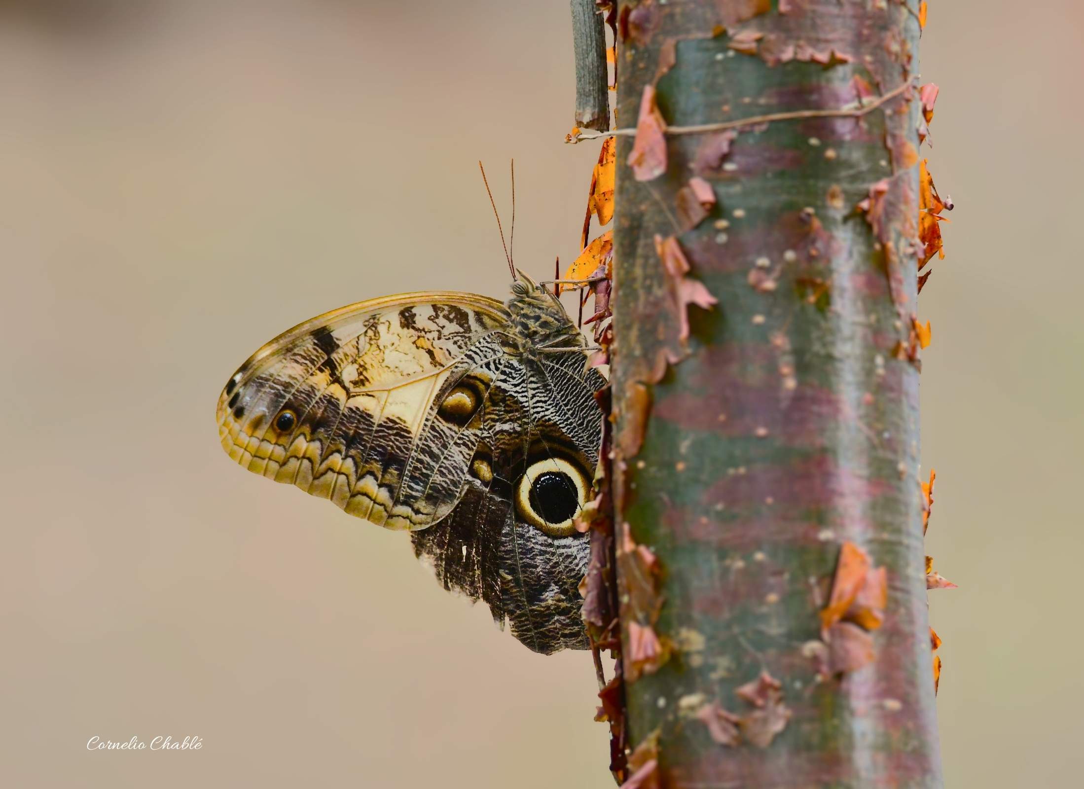 Caligo telamonius