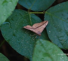 Anticarsia gemmatalis
