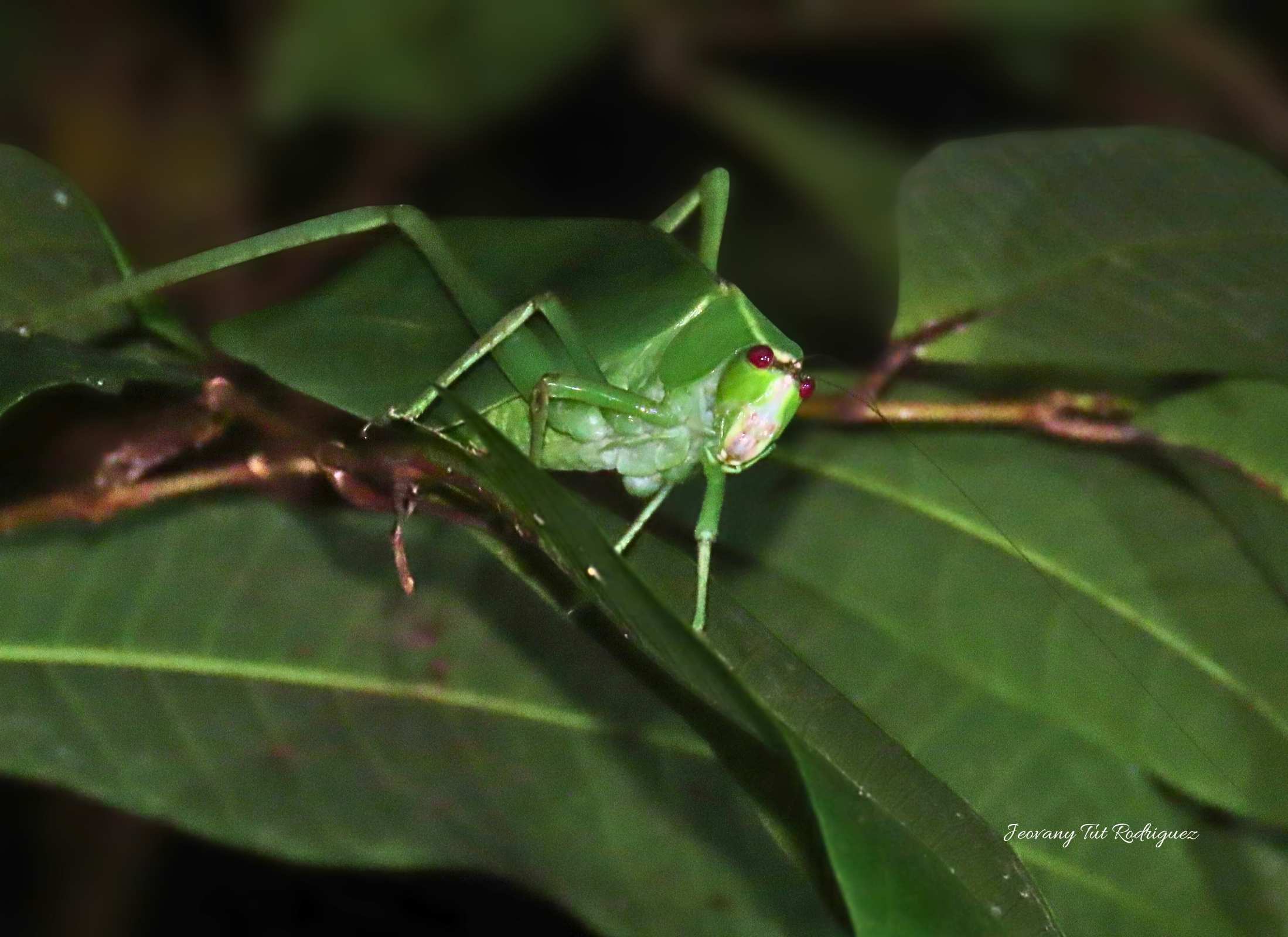 Orophus tessellatus