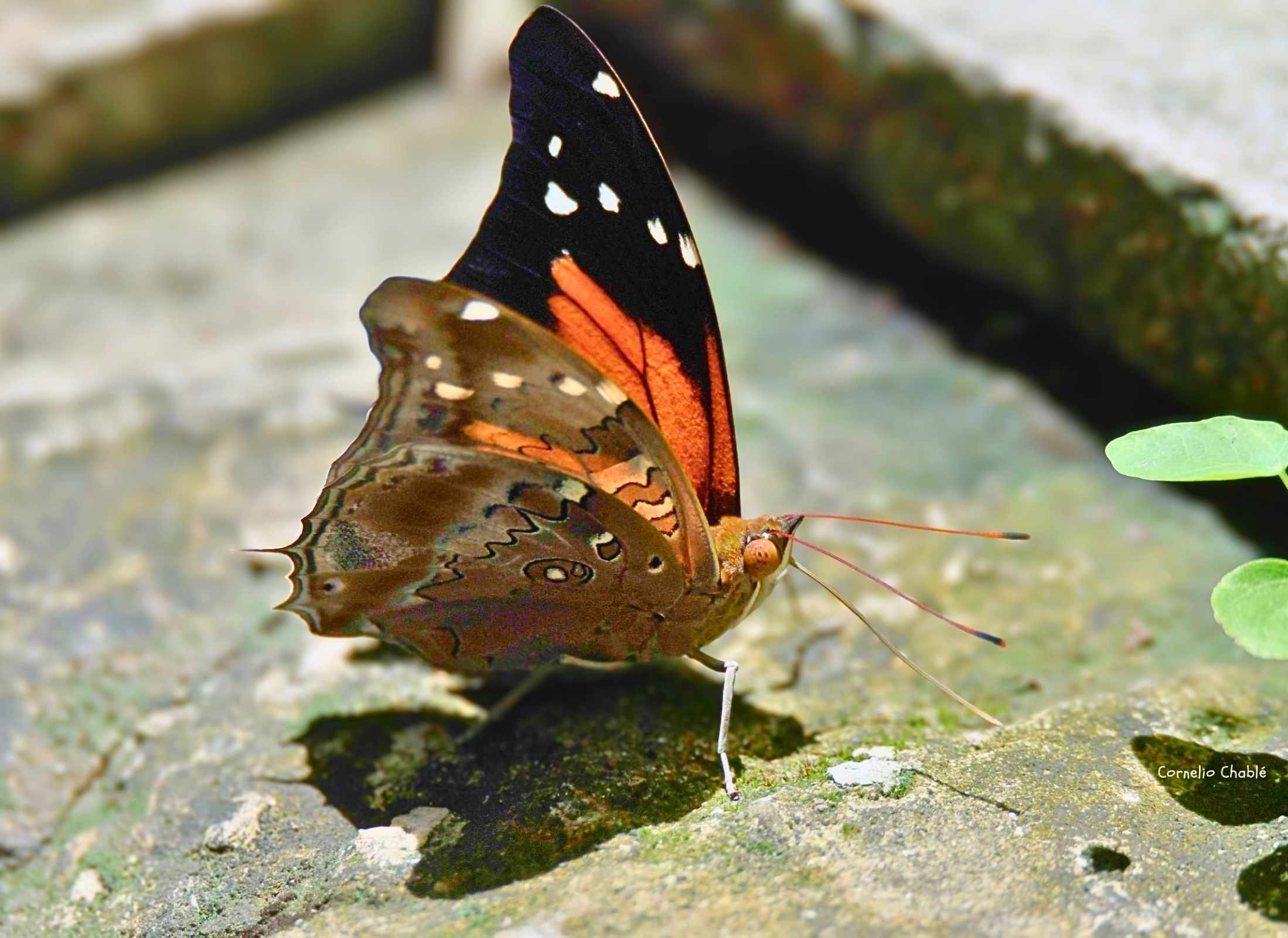 Historis acheronta