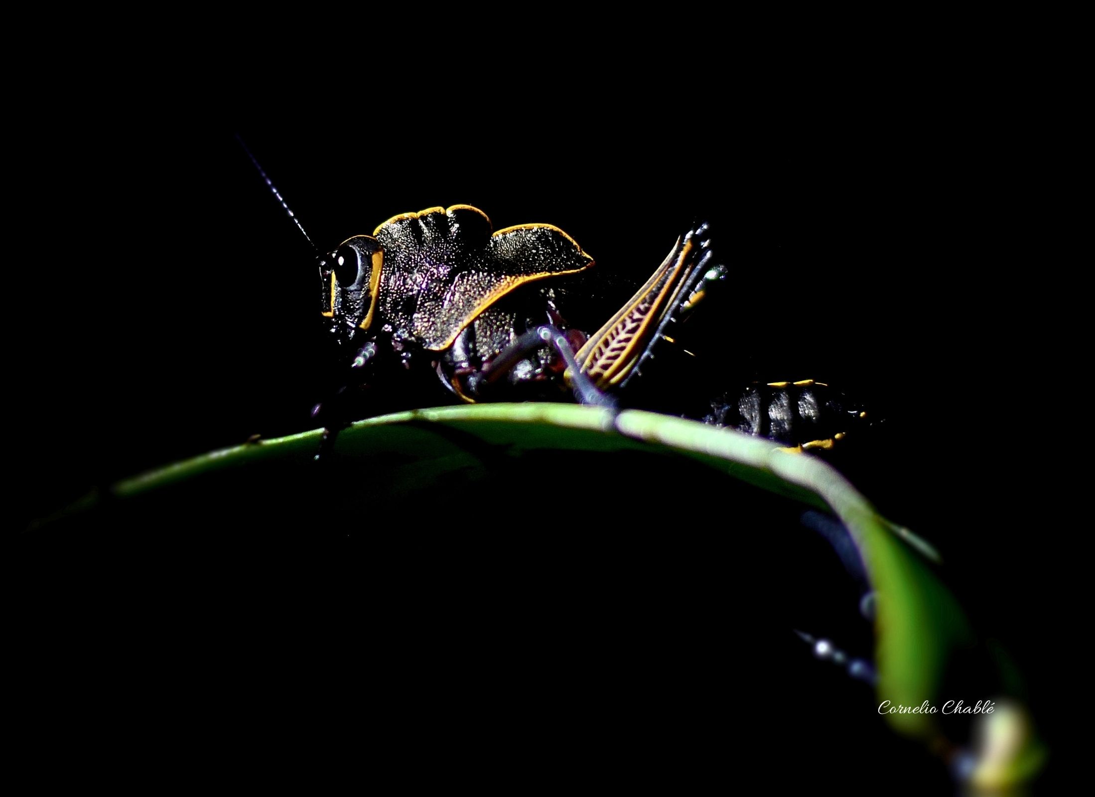 Romalea obscura