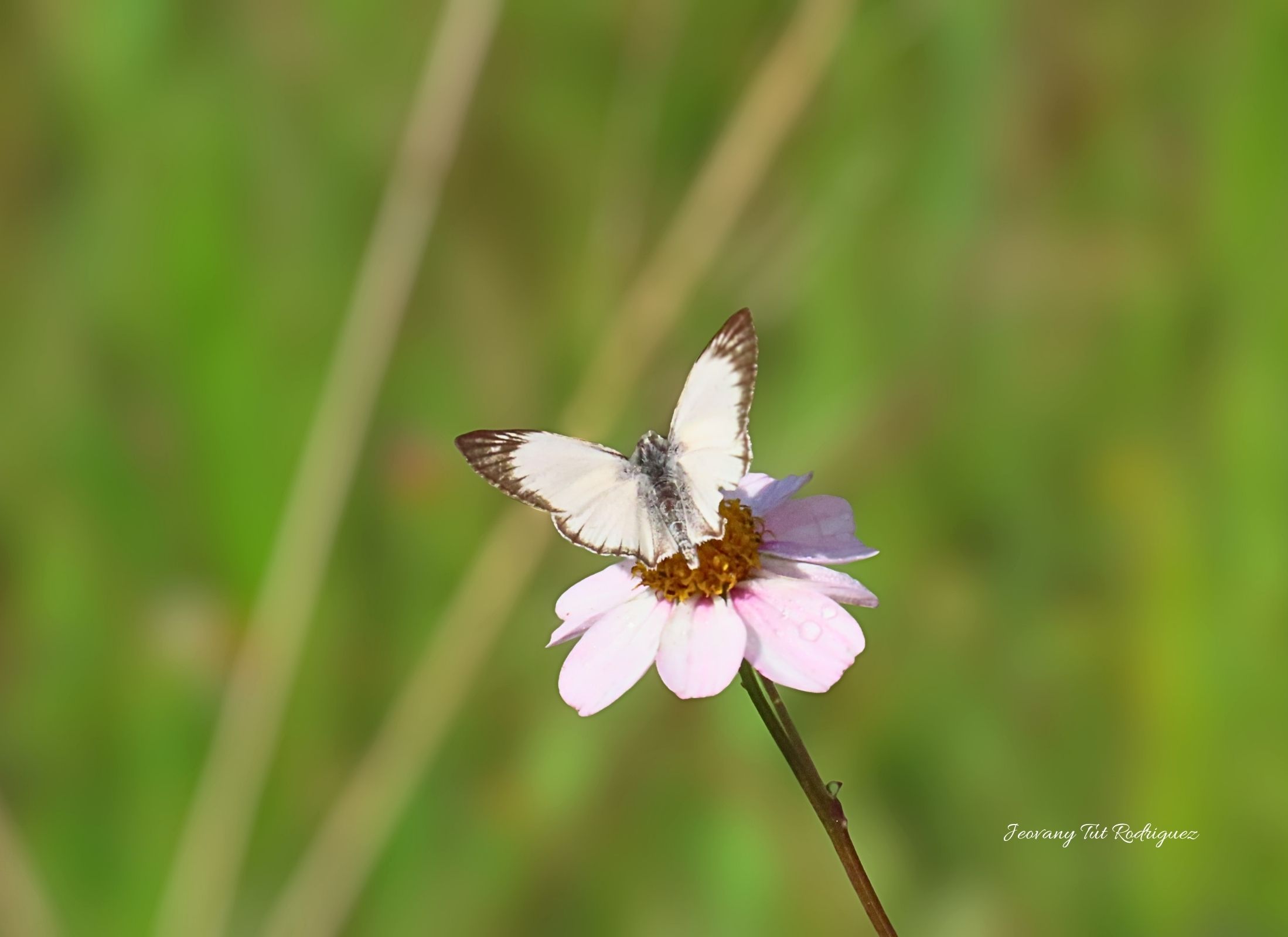 Heliopetes arsalte