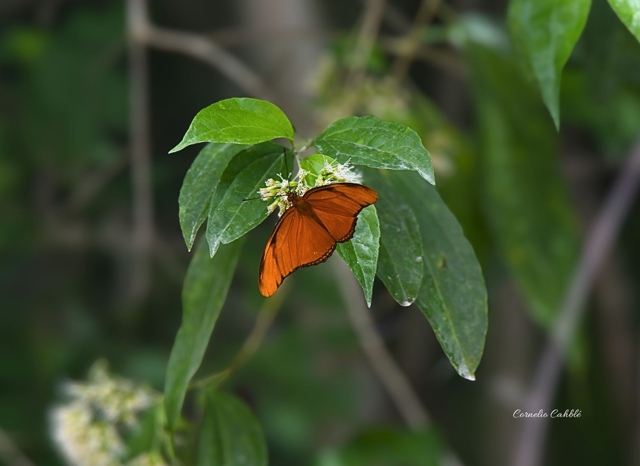 Mariposa Julia- Dryas iulia