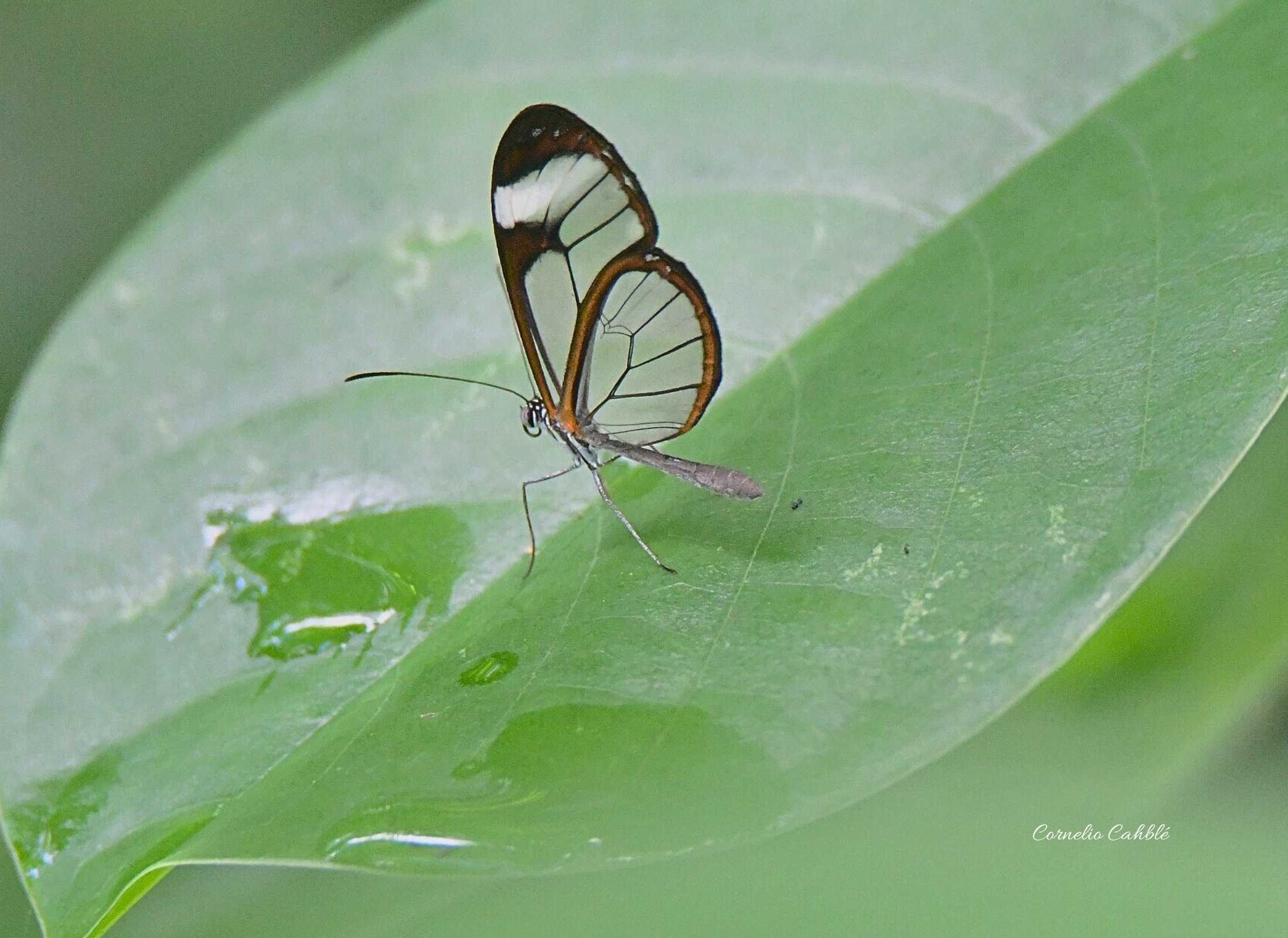 Mariposa Alas de Cristal Rayada -Pteronymia cotytto
