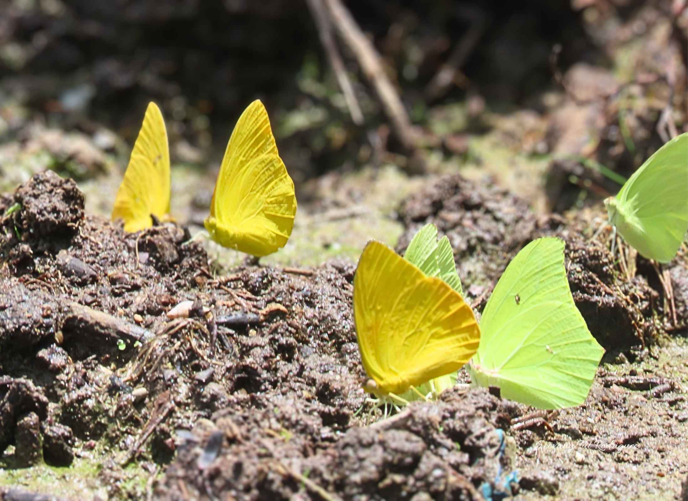Mariposas Azufres