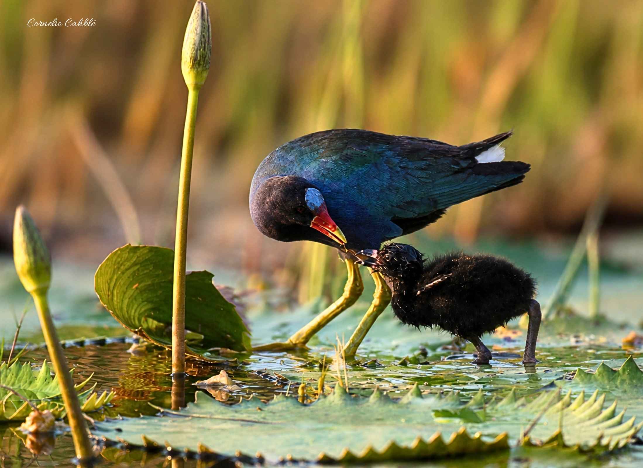 Purple Gallinulle
