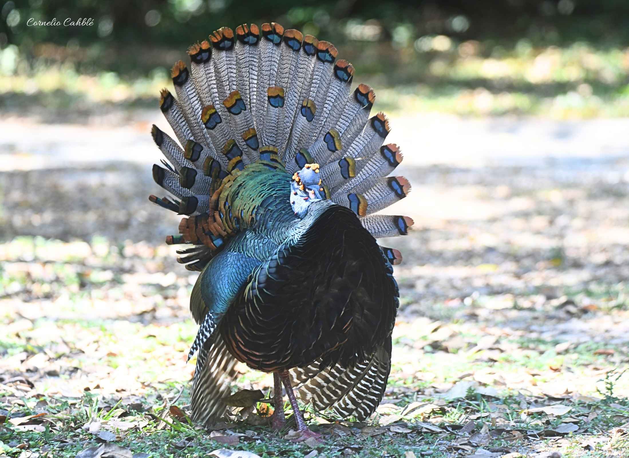 Pavo ocelado