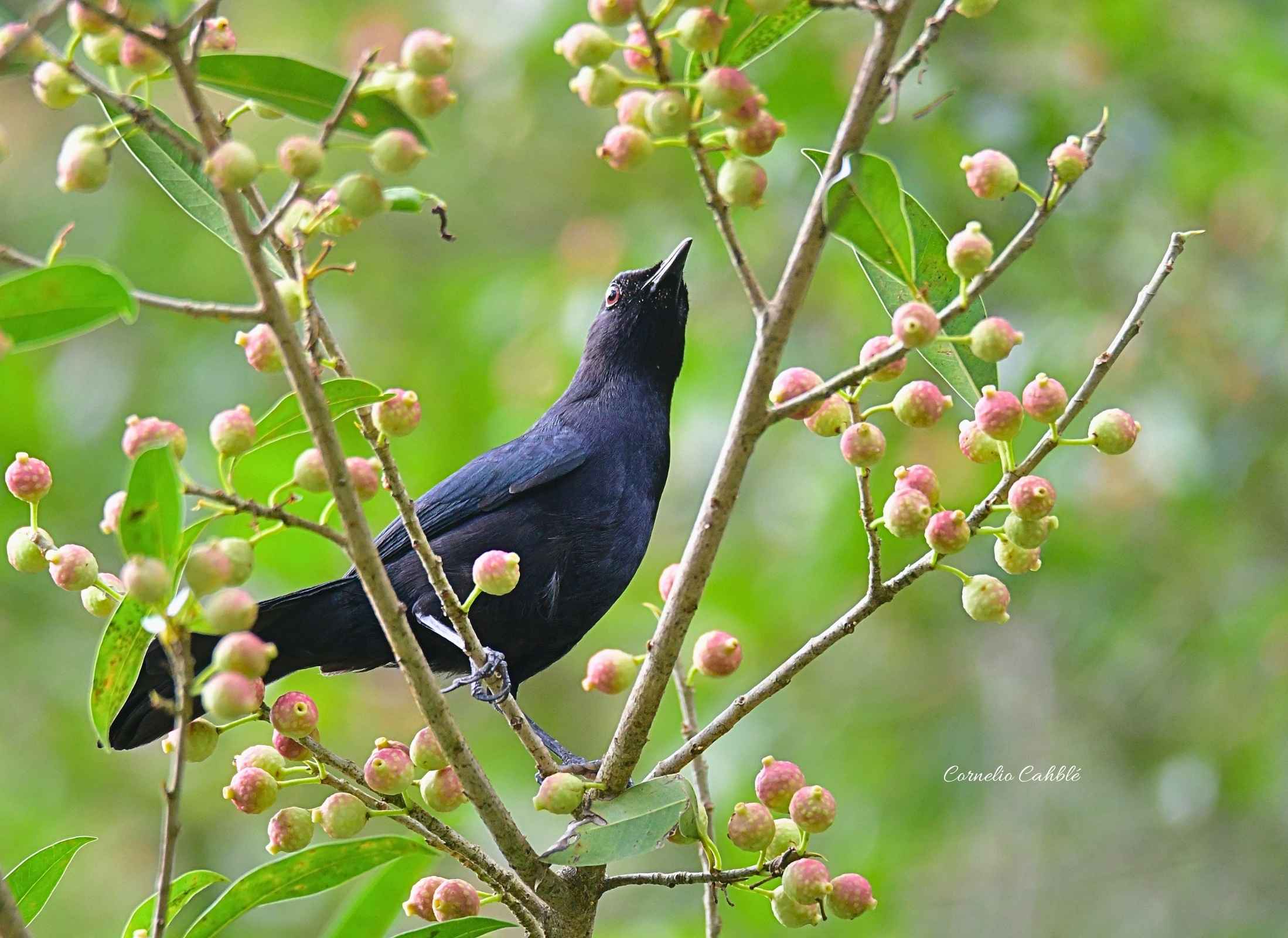 Black Cat Bird