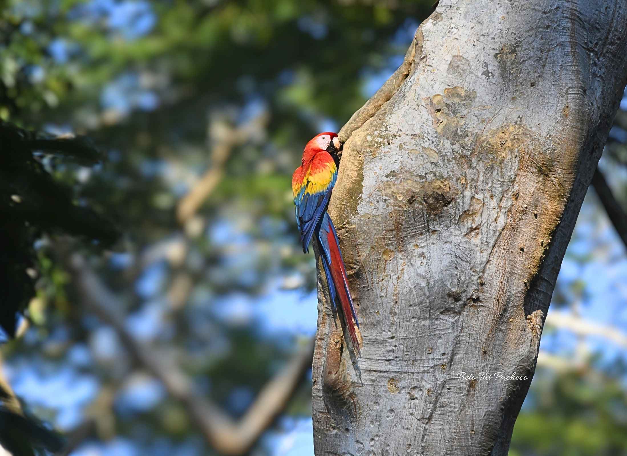 Scarlet Macaw