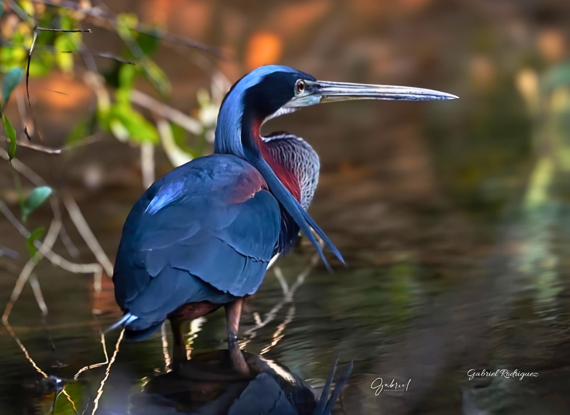 Agami-heron