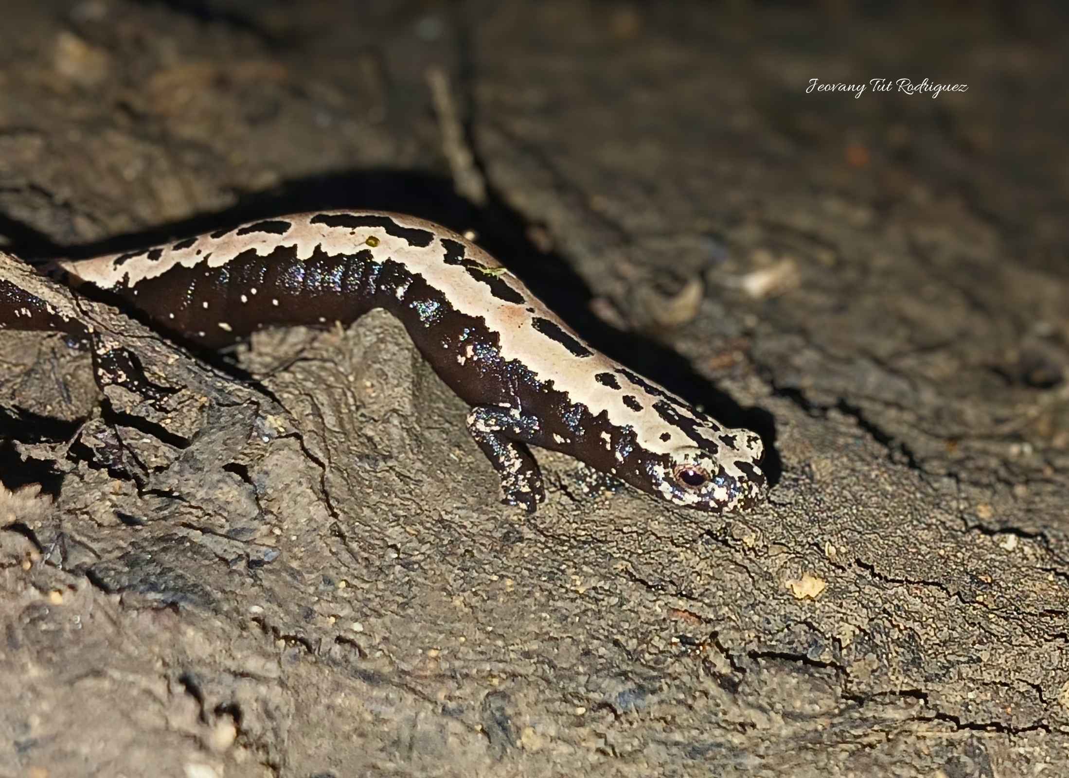 Bolitoglossa mexicana