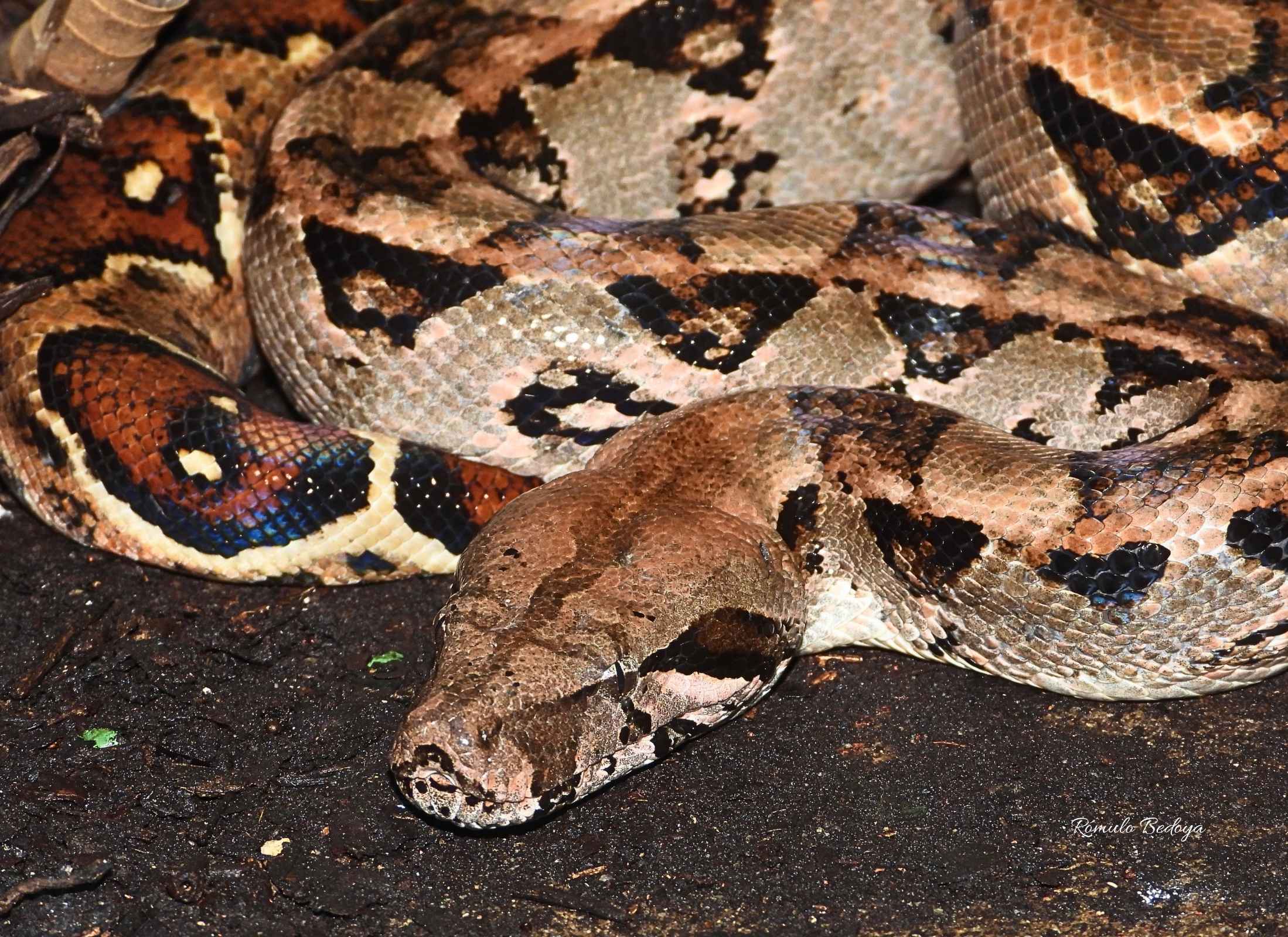 Boa imperator