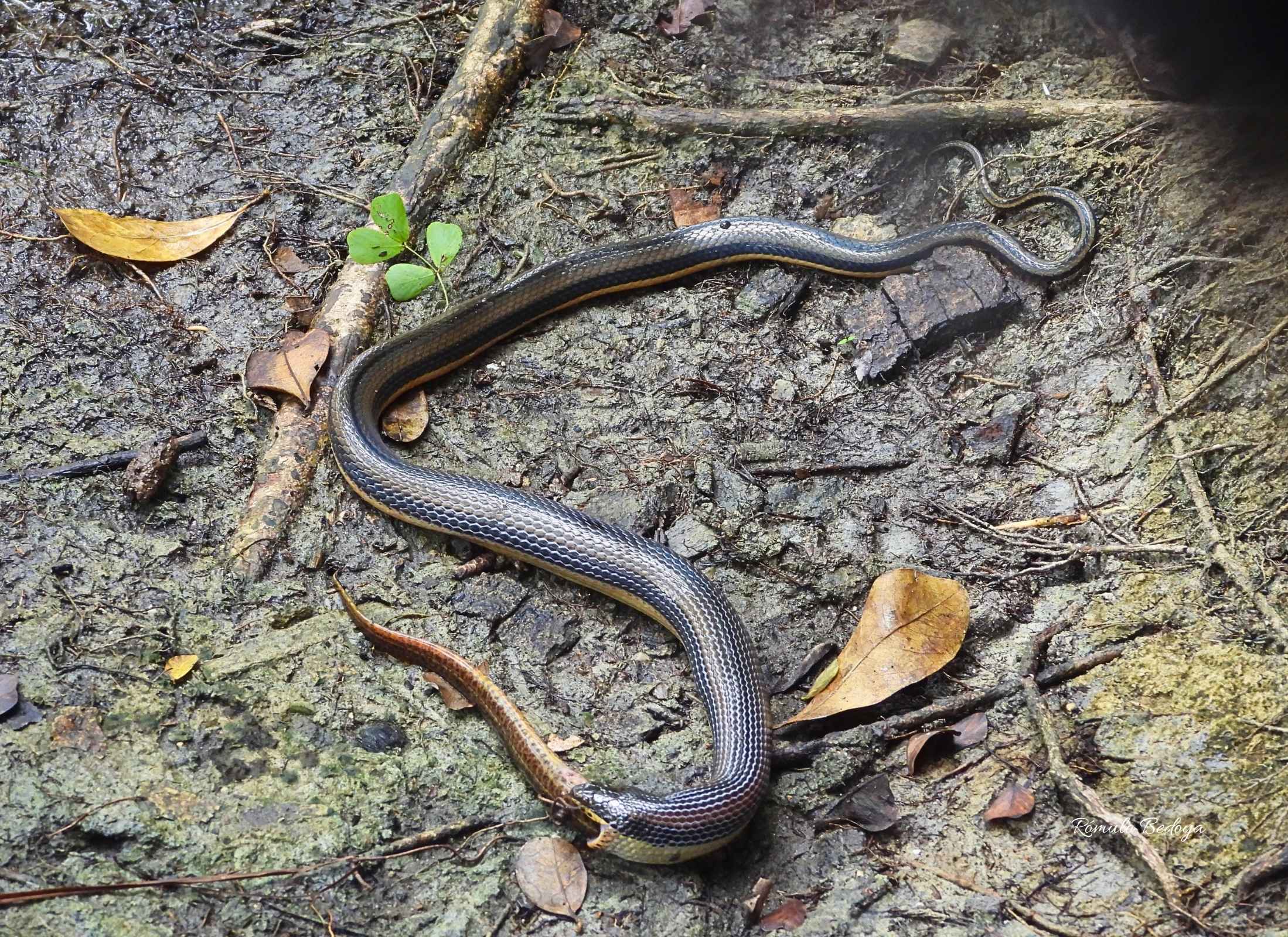 Coniophanes quinquevitatus