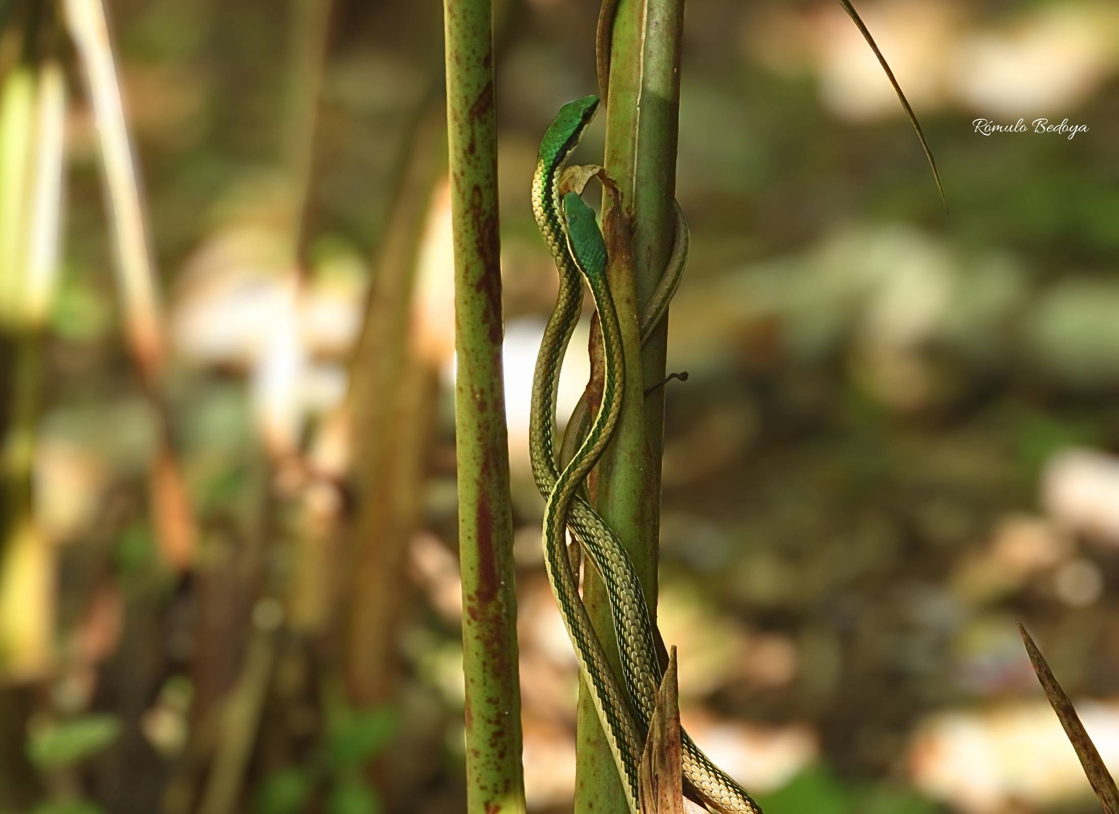 Leptophis mexicanus