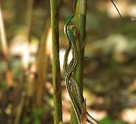 Leptophis mexicanus
