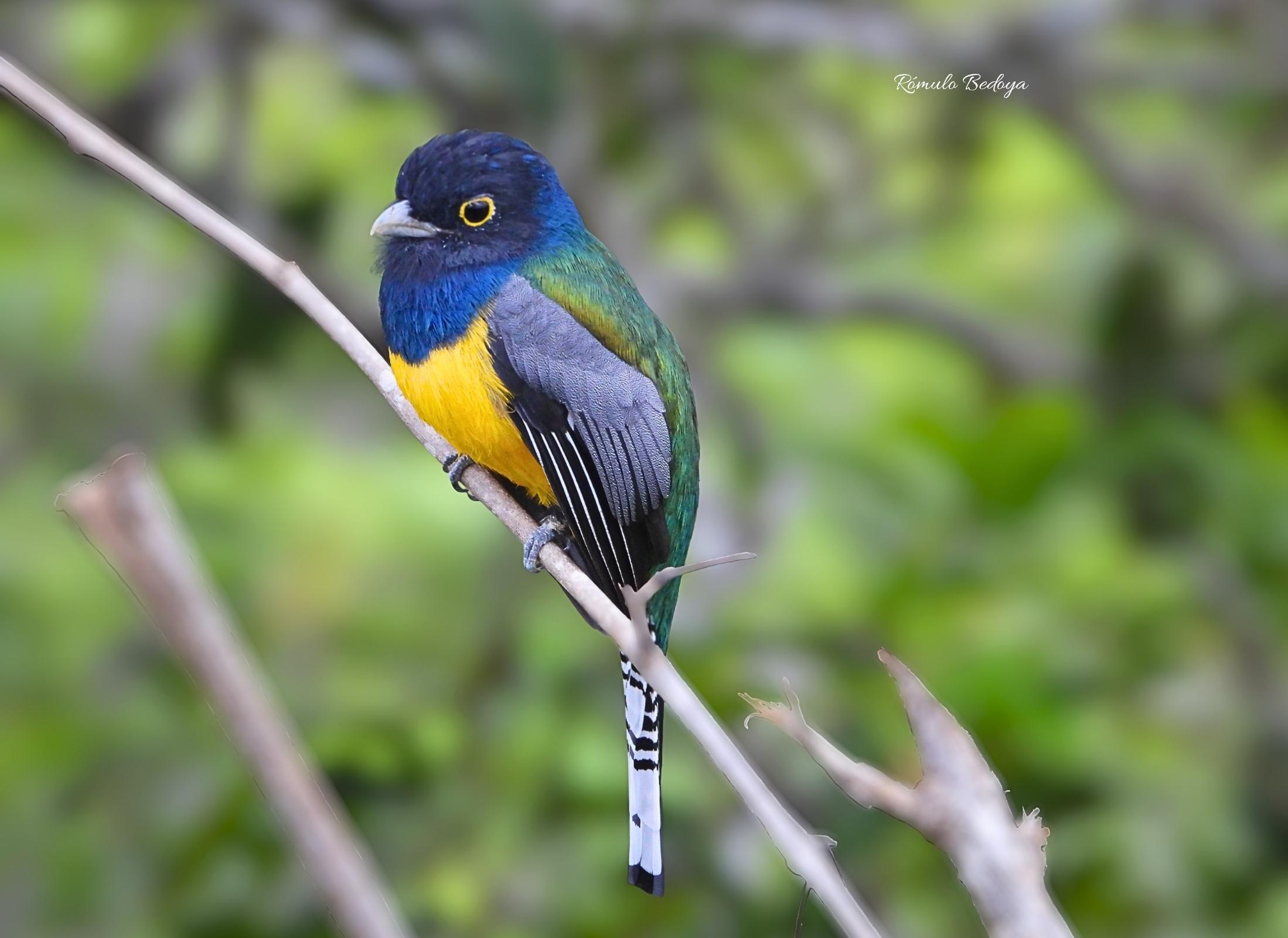 Trogon caligatus