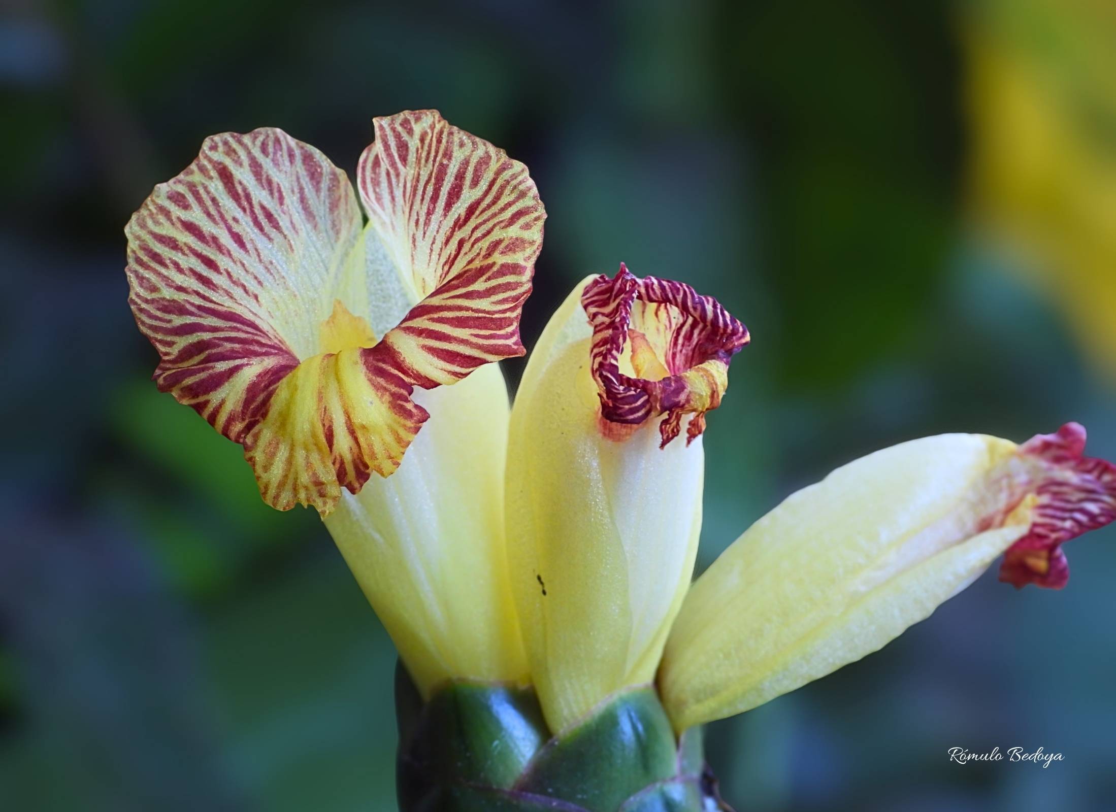 Costus pictus