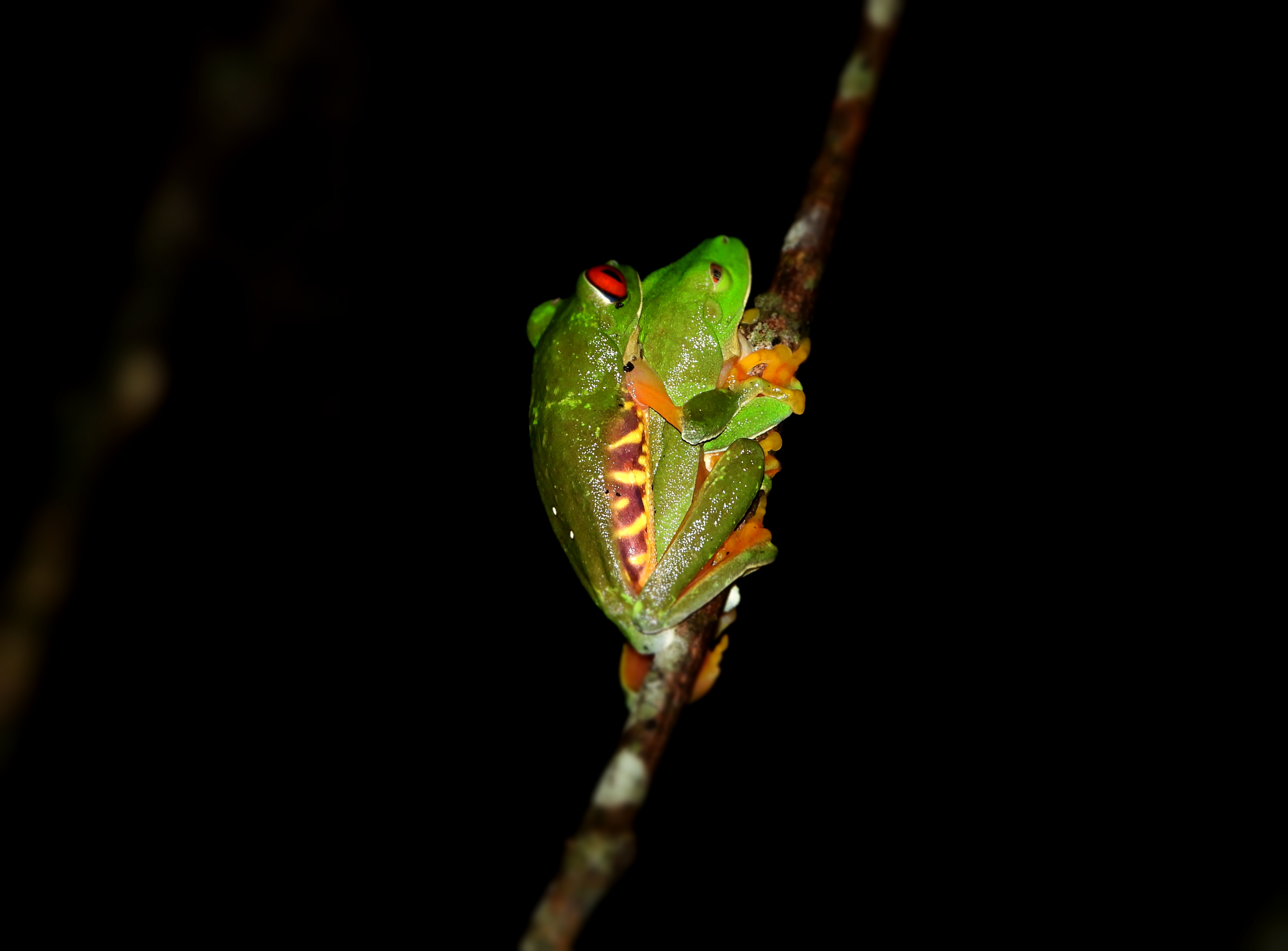Agalychnis callidryas