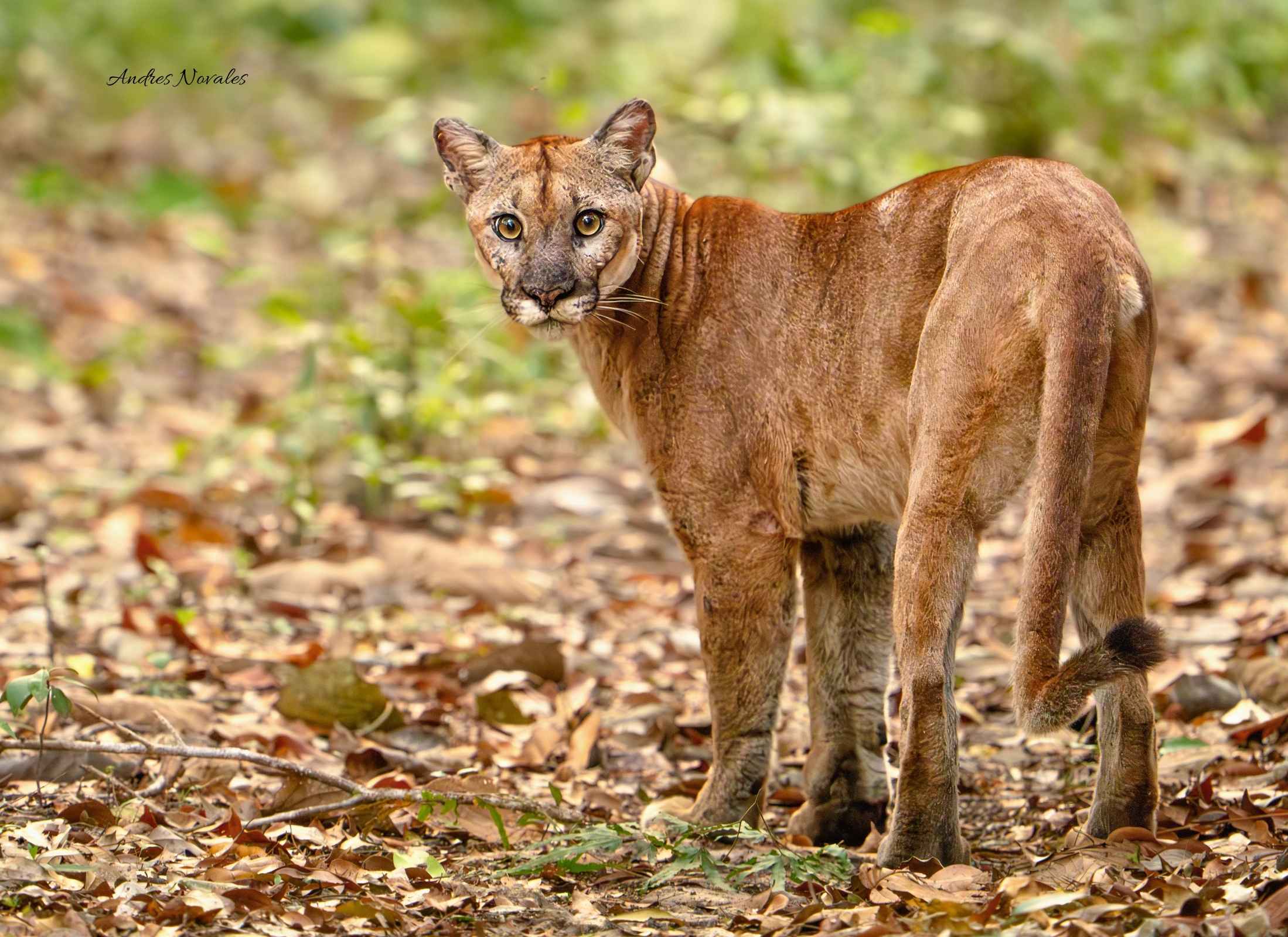 Puma concolor