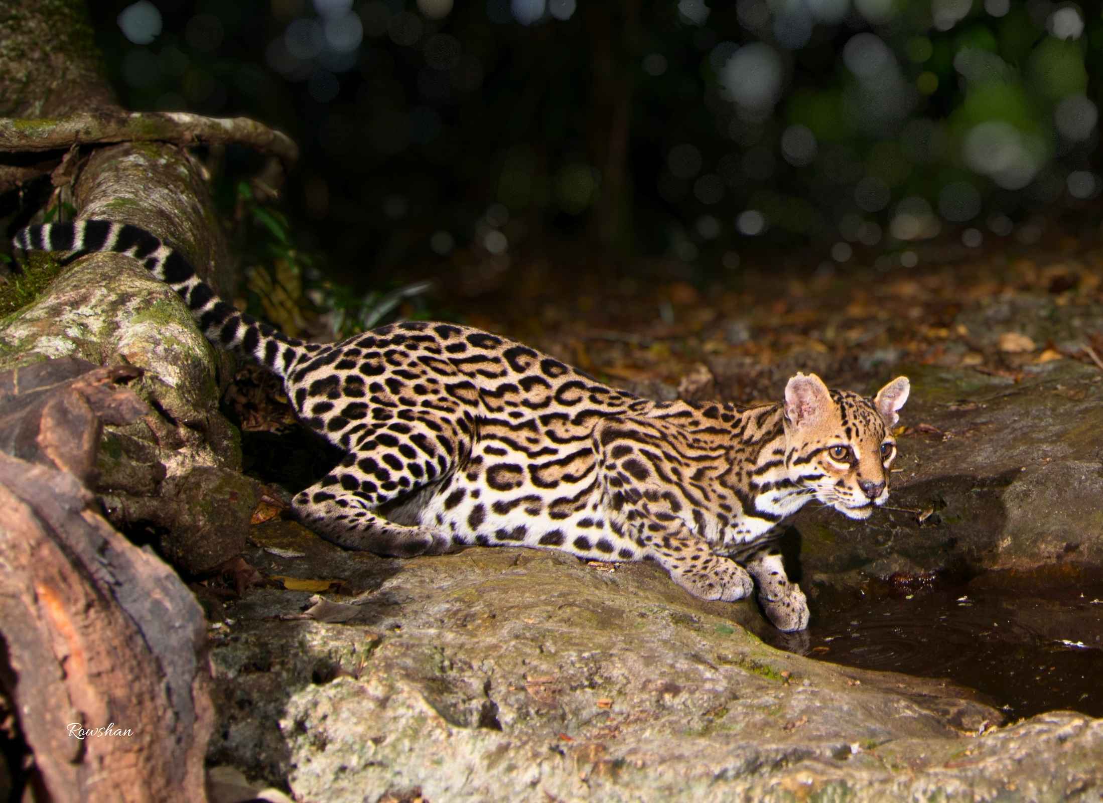 Ocelote