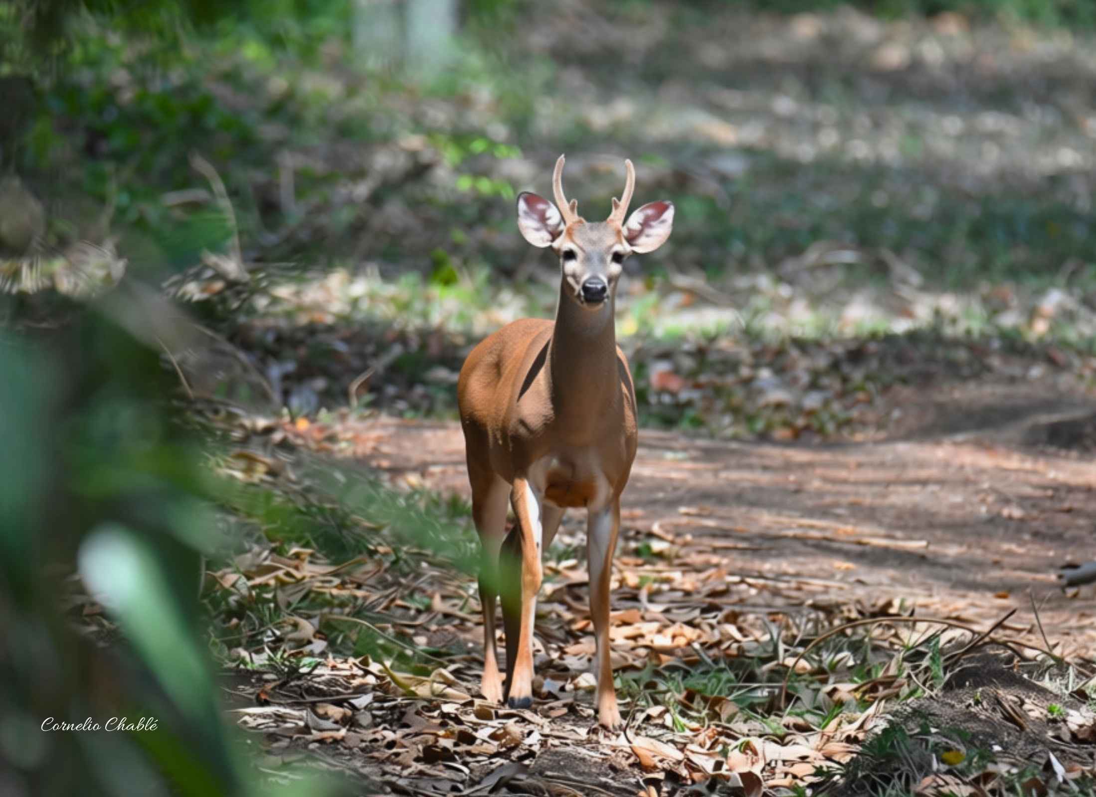 Venado cola blanca