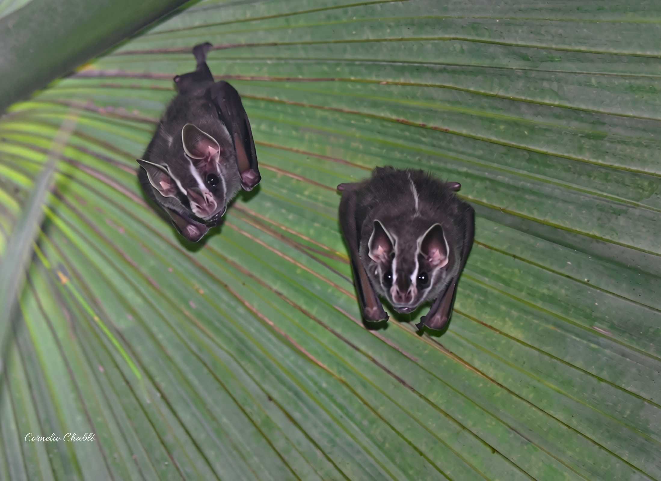 Uroderma convexum