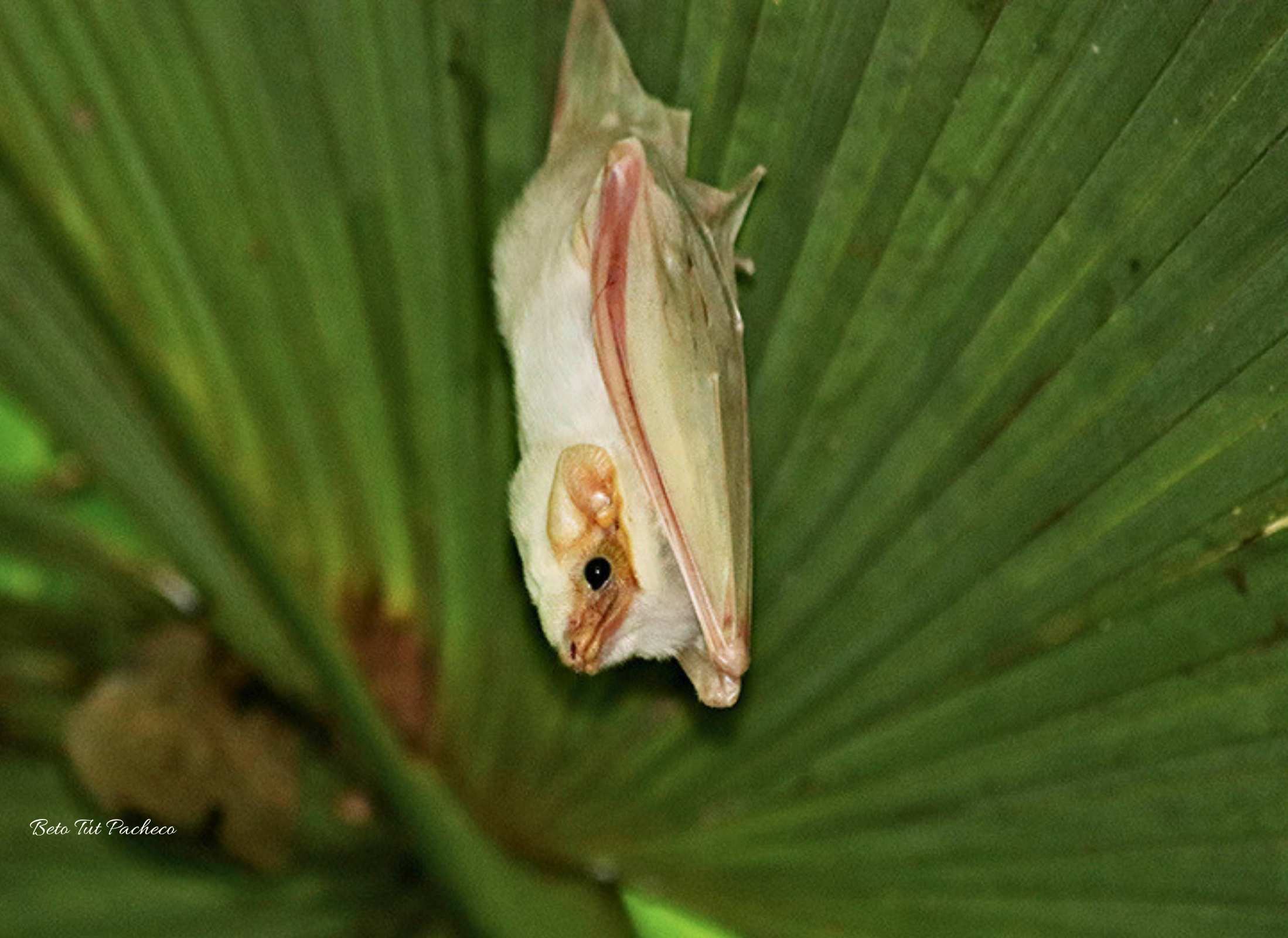 Dicllidurus albus