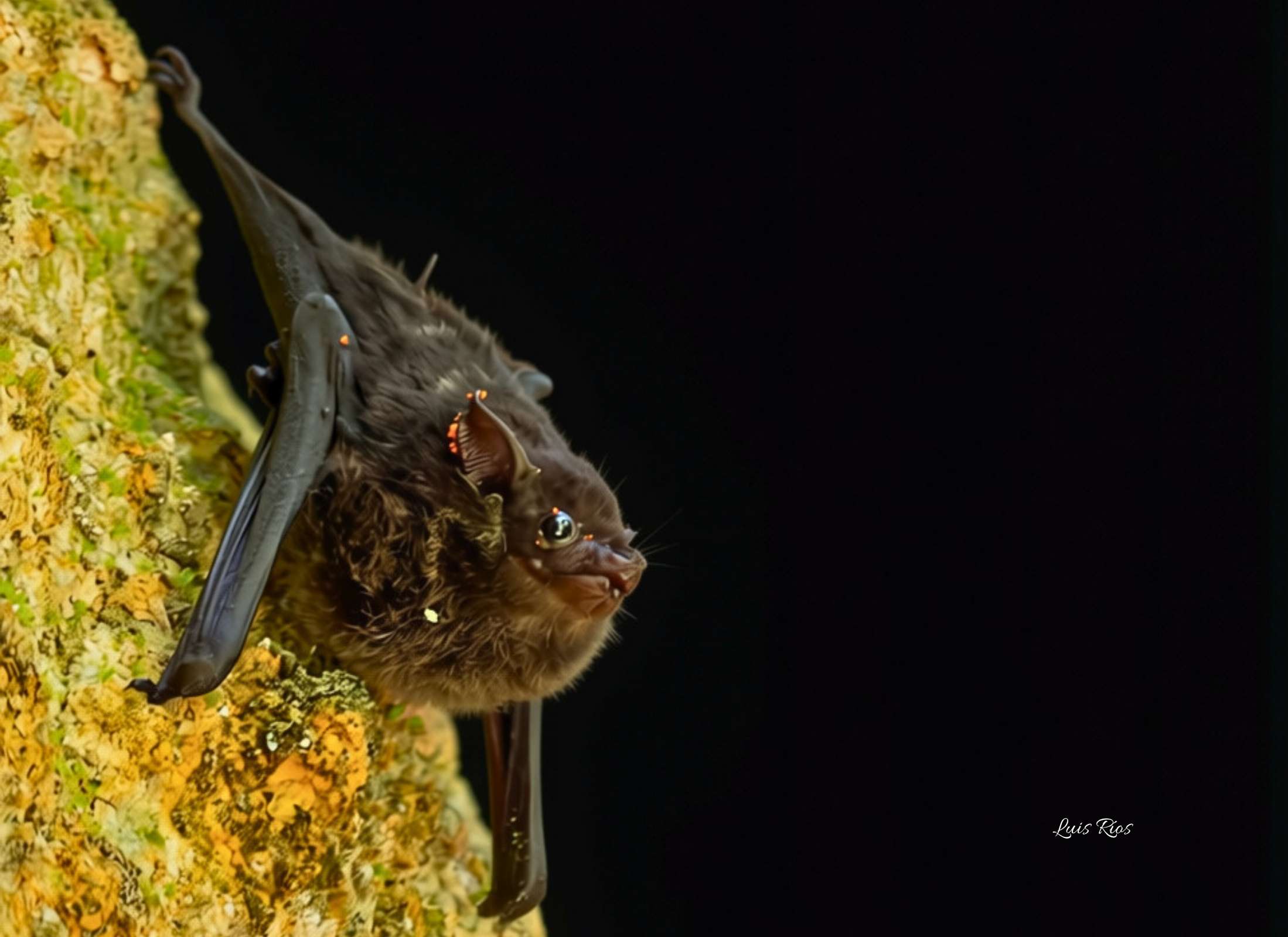 Saccopteryx bilineata