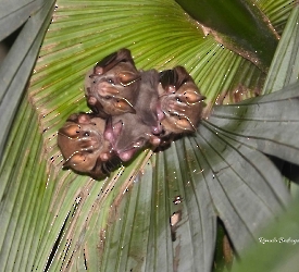 Artibeus lituratus