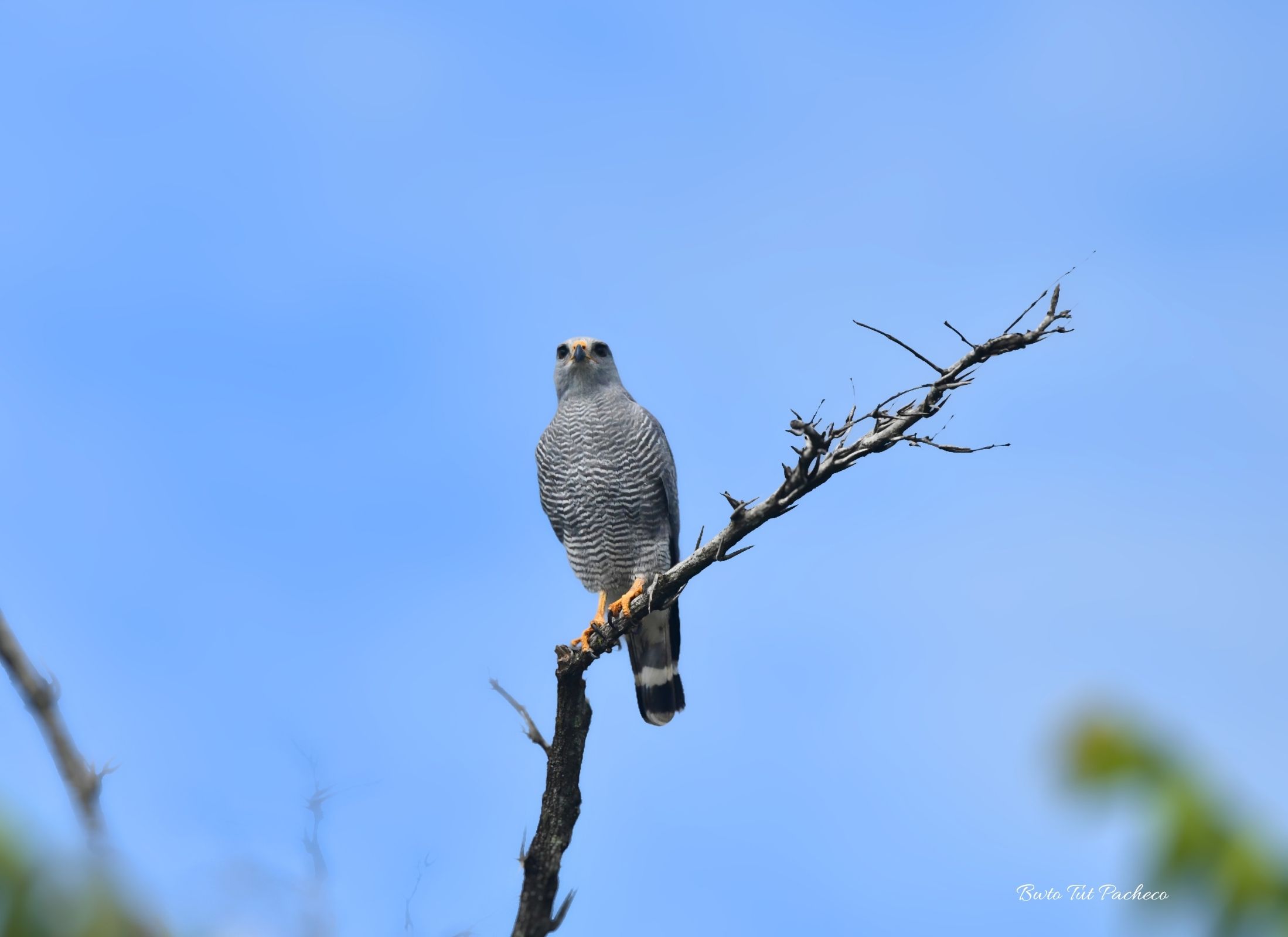 Buteo plagiatus