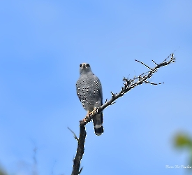 Buteo plagiatus