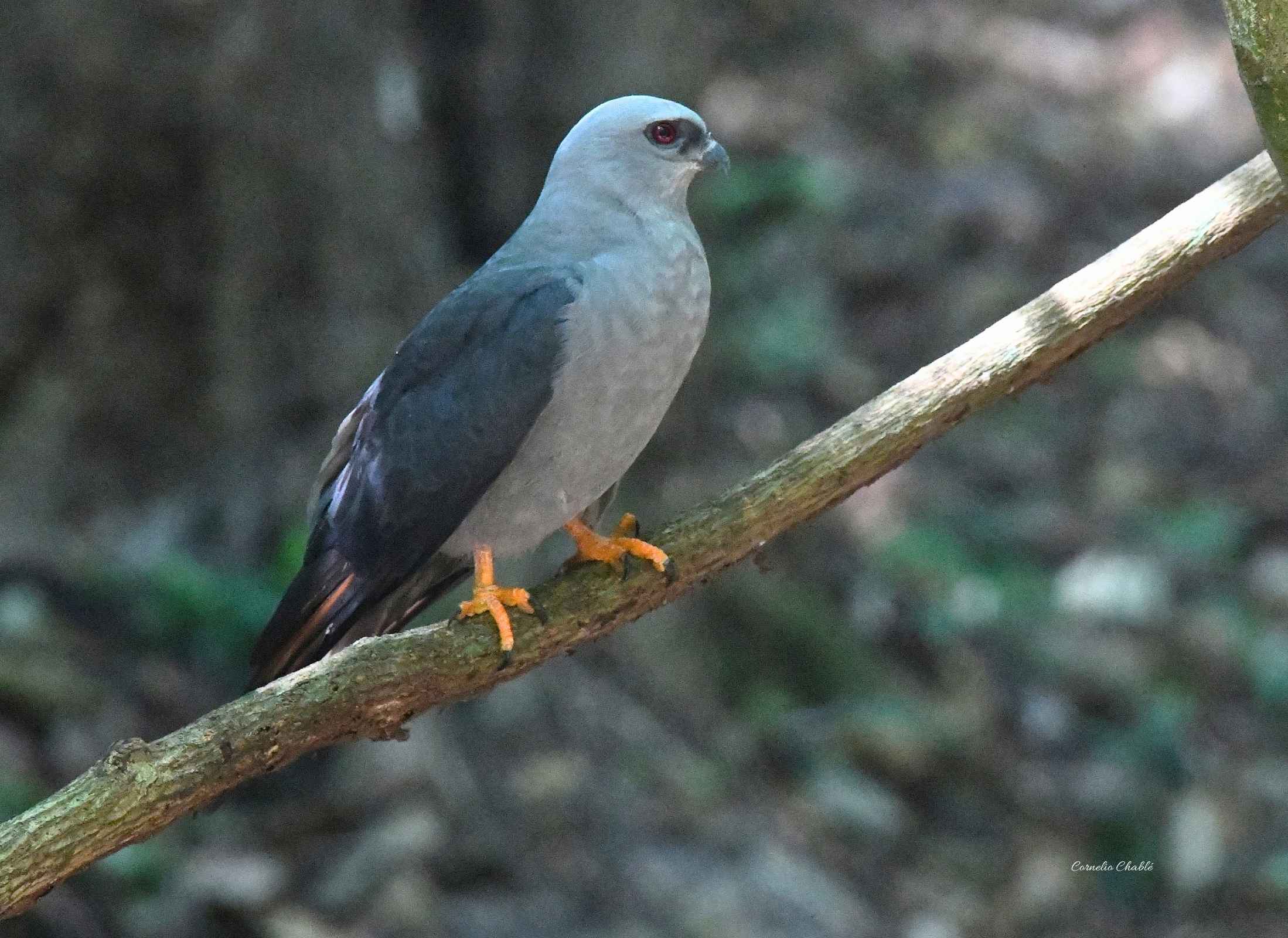 Ictinia plumbea