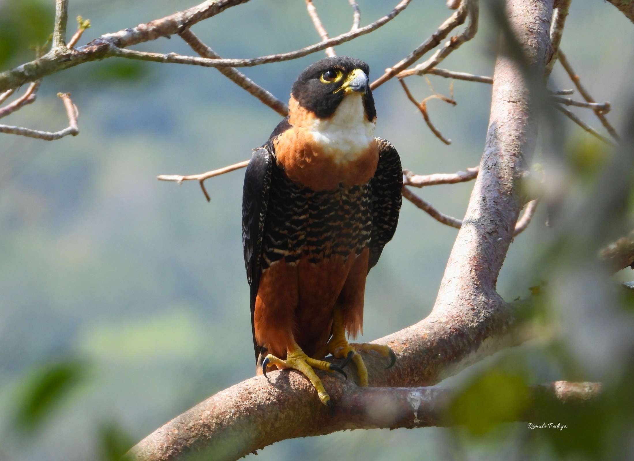 Falco deiroleucus