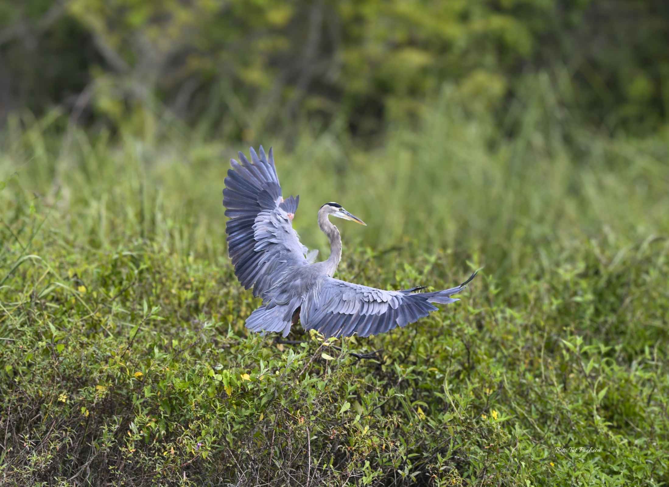 Ardea herodias