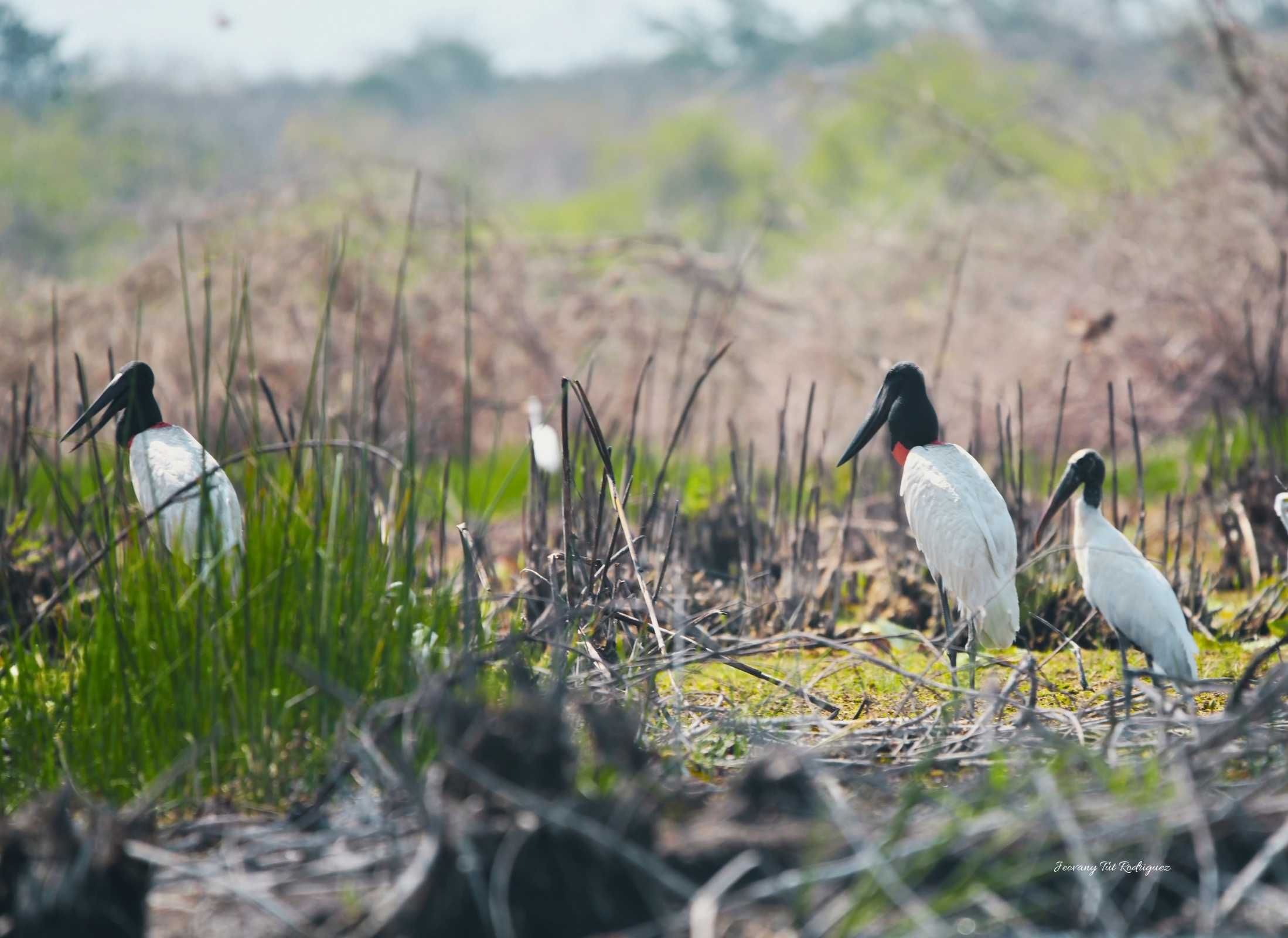 Jabiru