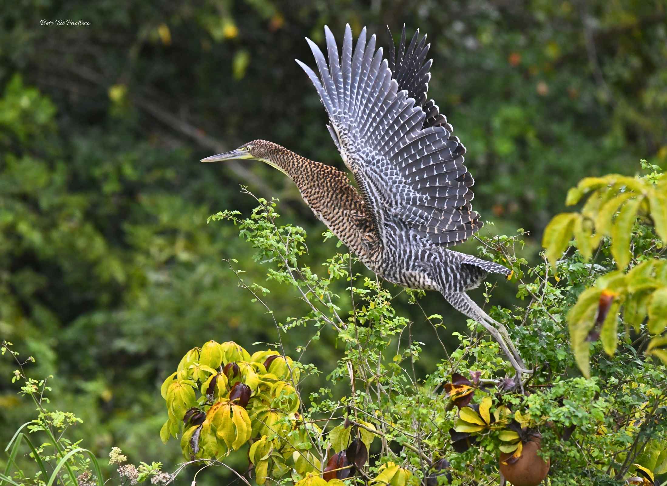 Bare-throated Tiger-Heron