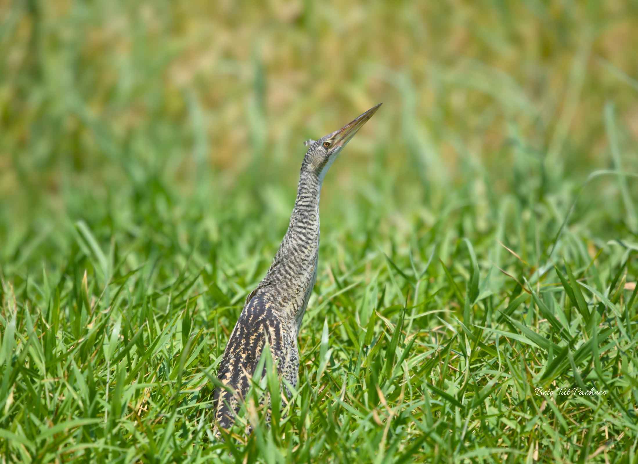 Botaurus pinnatus