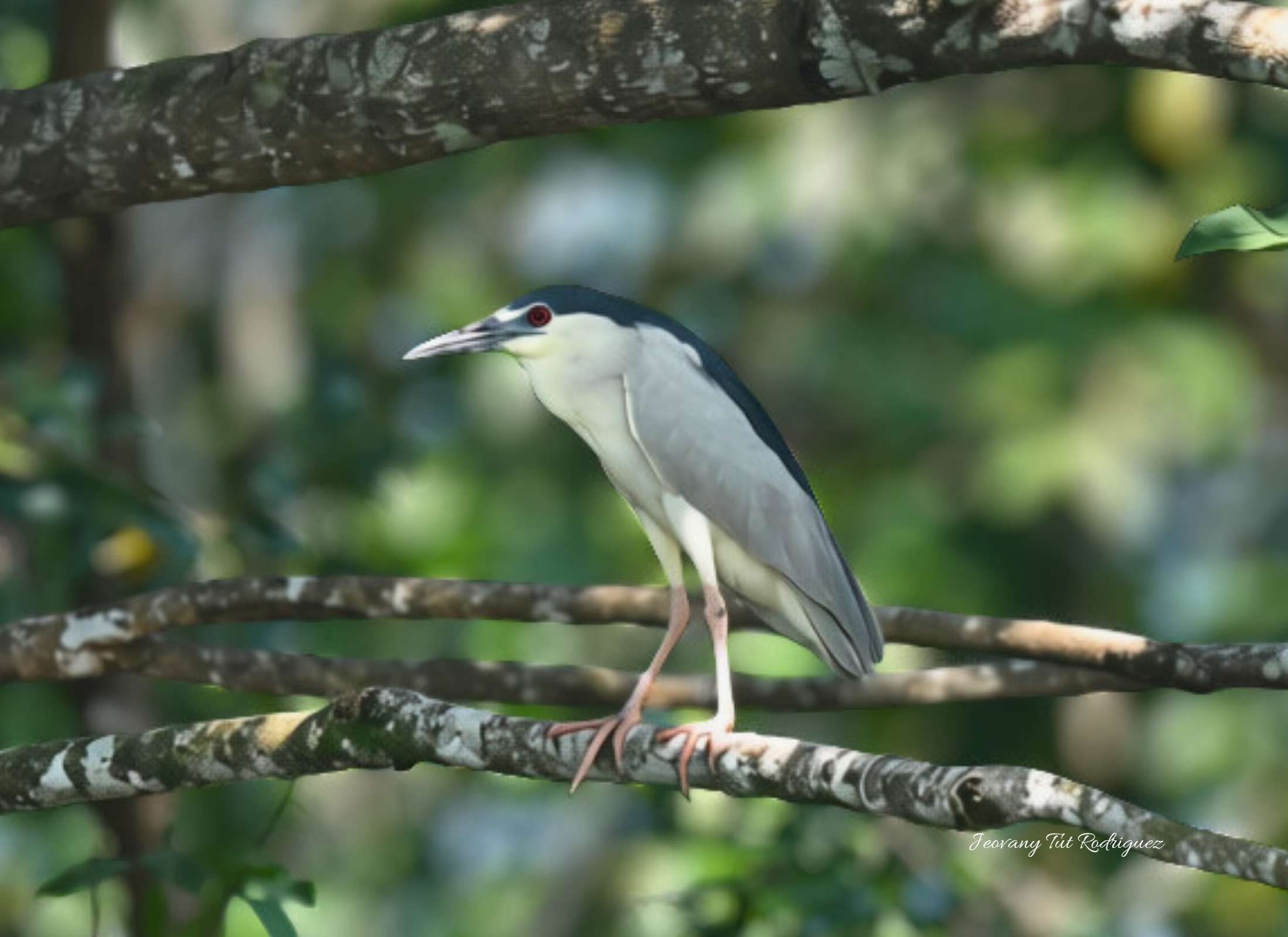 Nycticorax nycticorax-