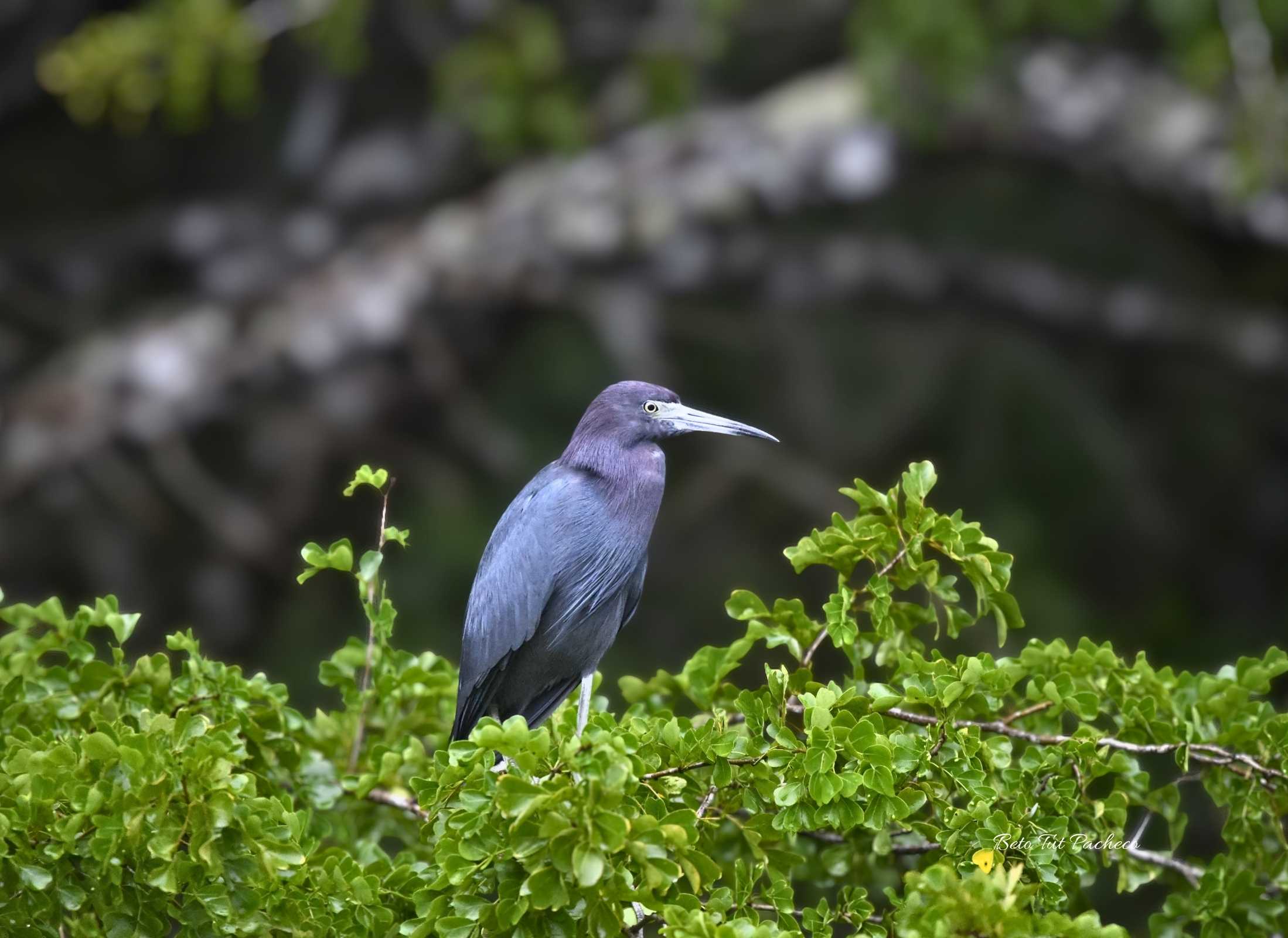 Egretta caerulea