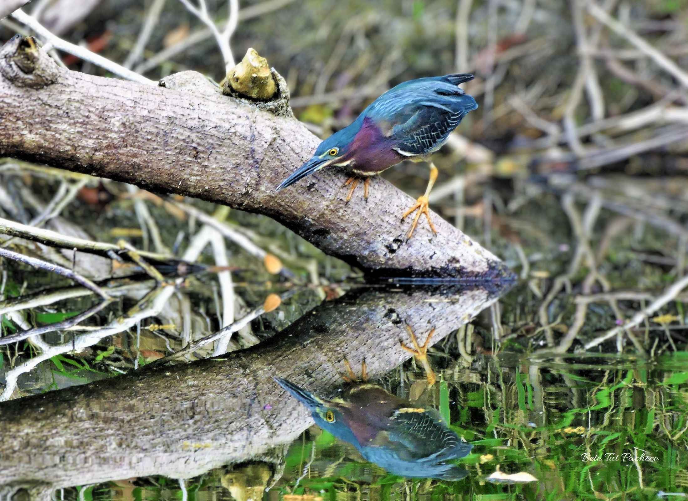 Butorides virescens