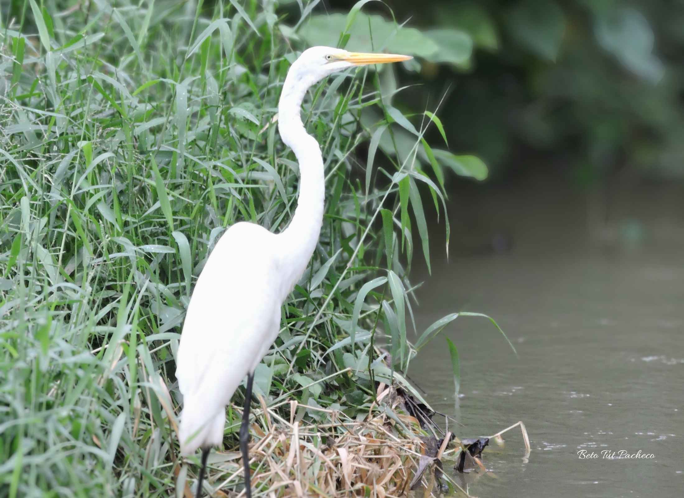 Ardea alba