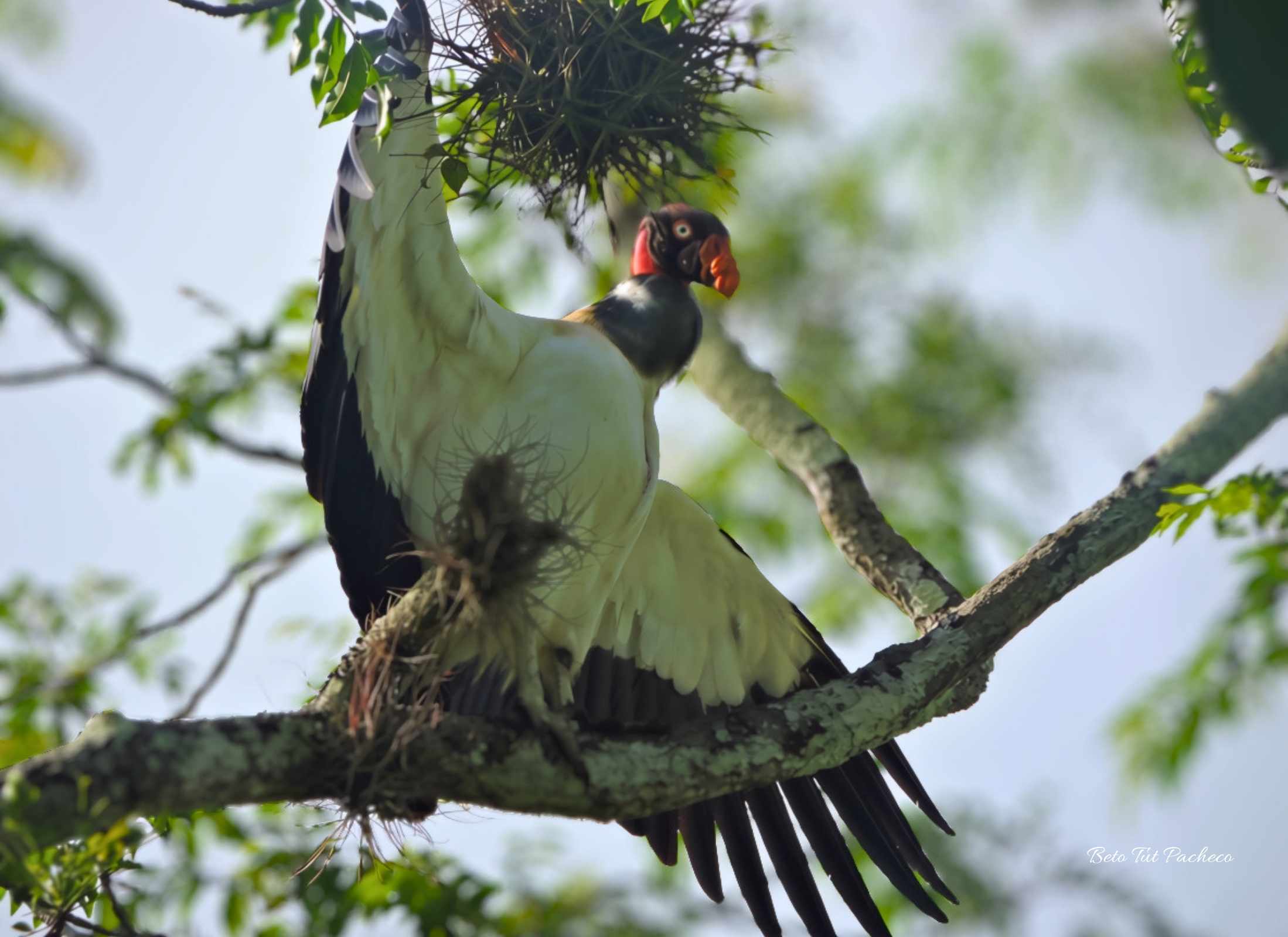 Sarcoramphus papa